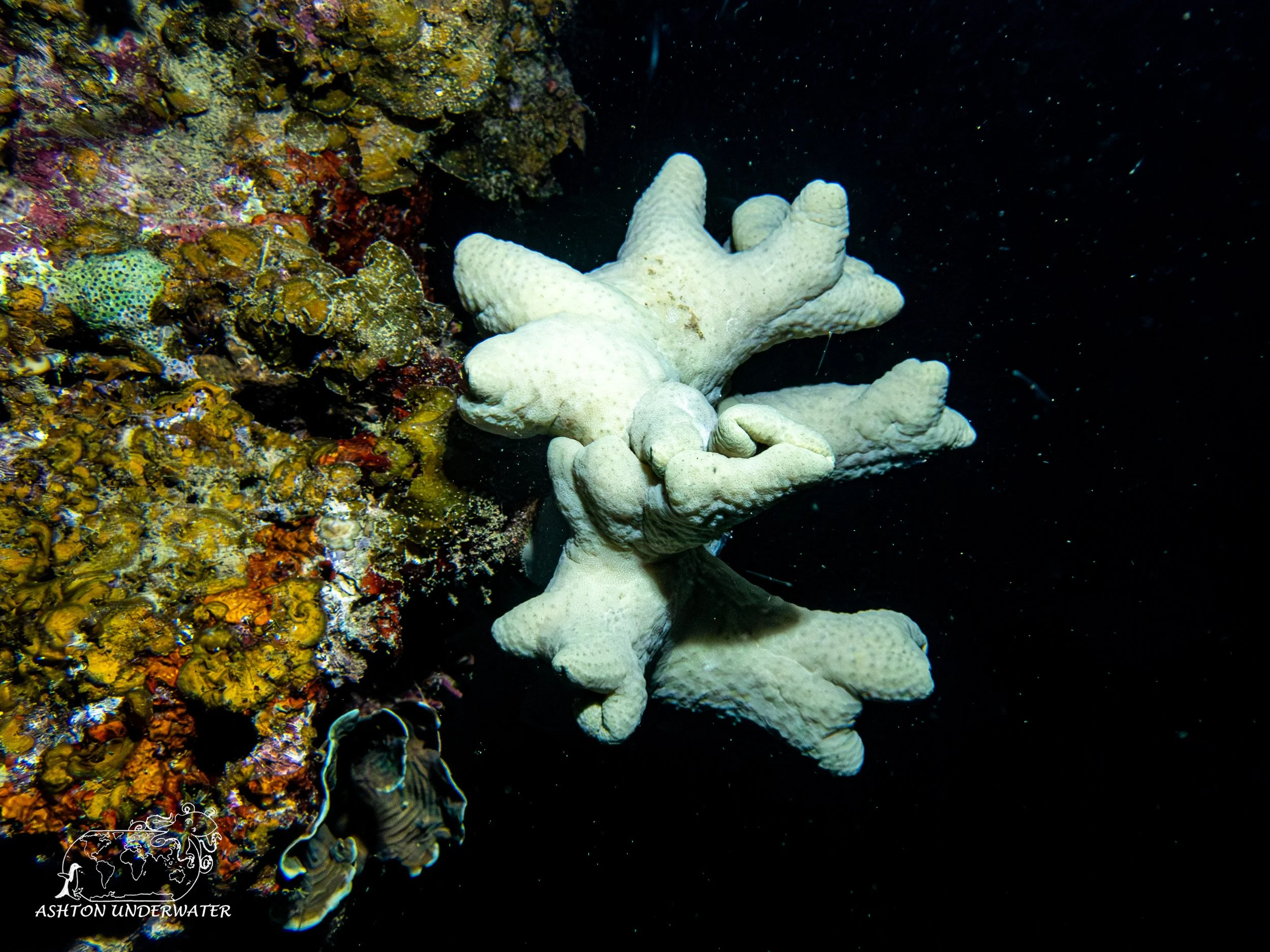 Brian's Reef-14.jpg