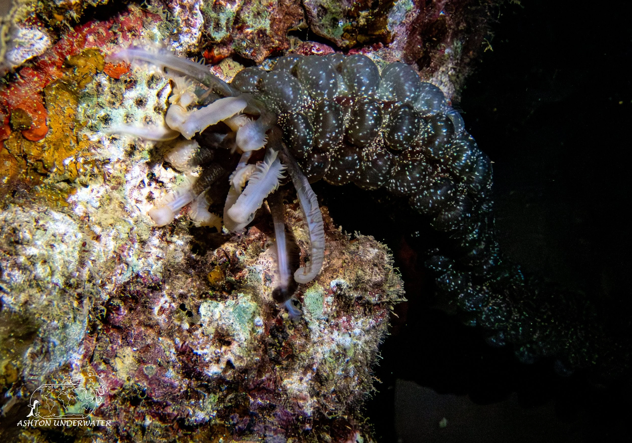 Brian's Reef-15.jpg