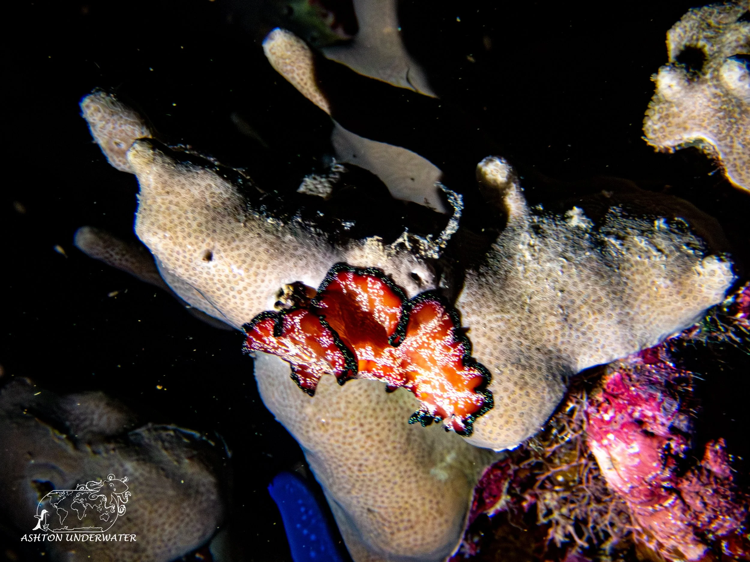 Brian's Reef-16.jpg