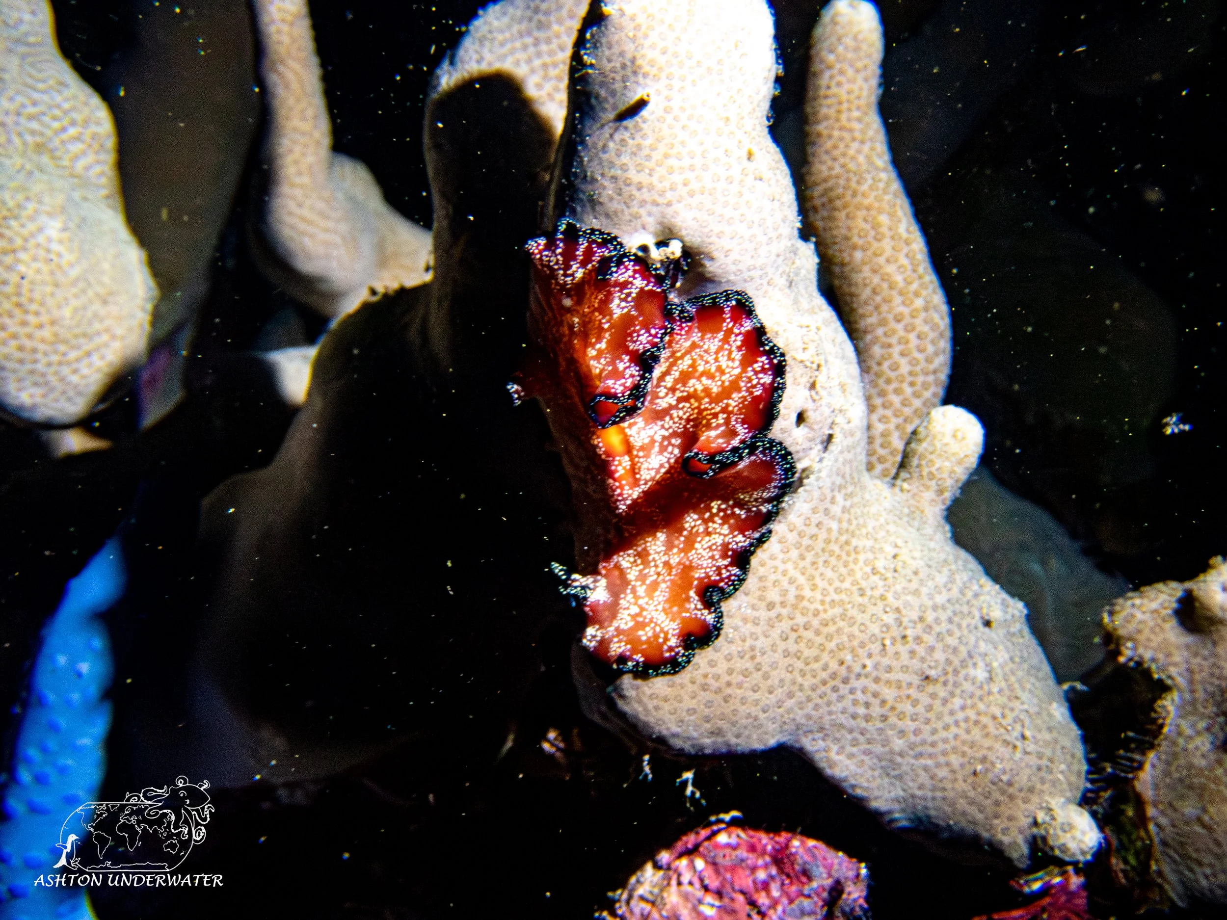 Brian's Reef-17.jpg