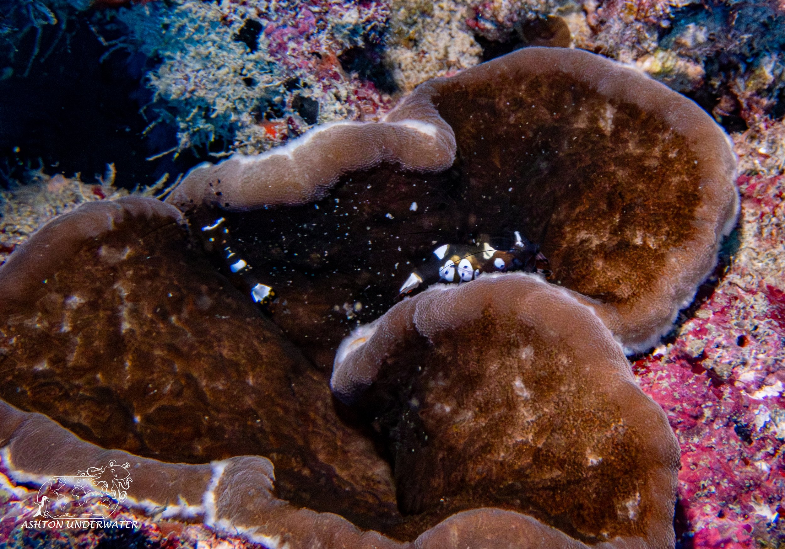 Rainbow Reef-2.jpg