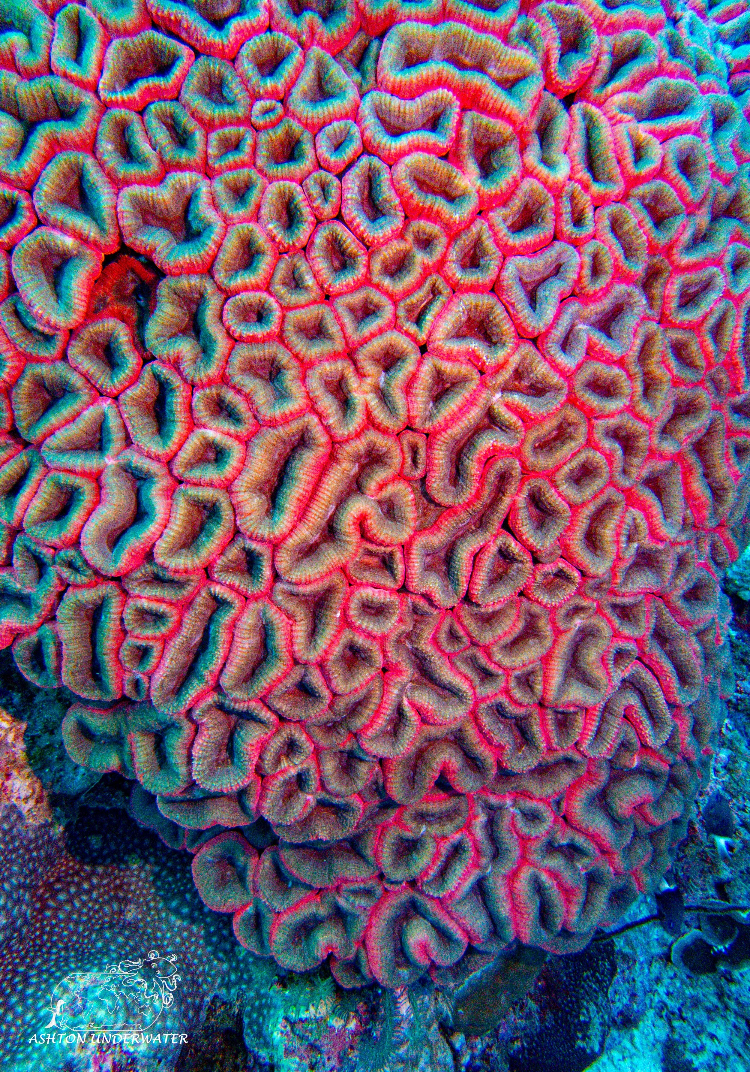 Rainbow Reef.jpg