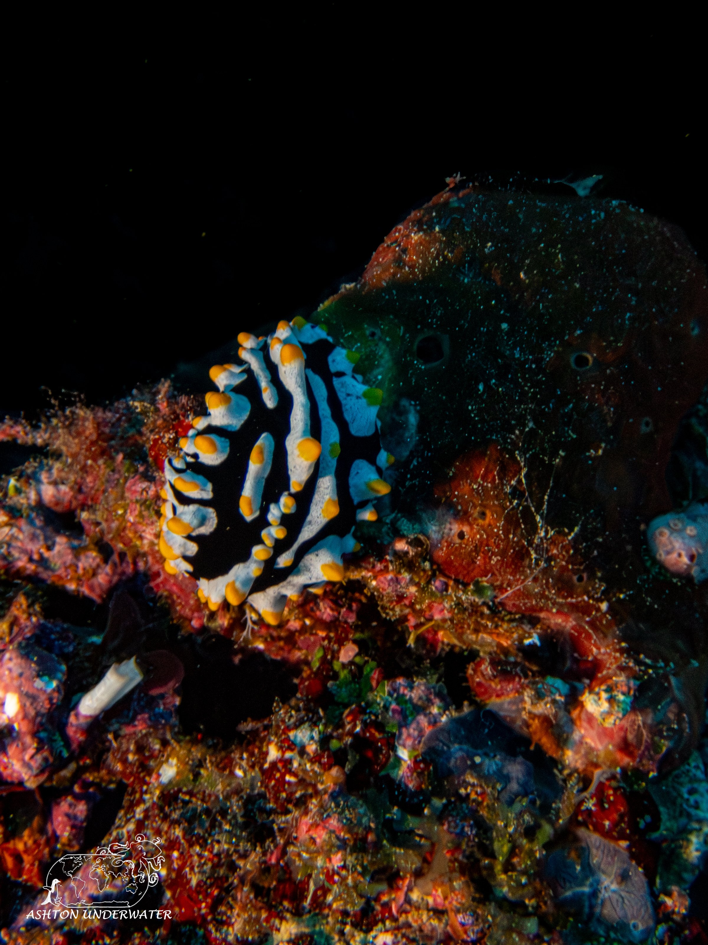 Rainbow Reef-4.jpg