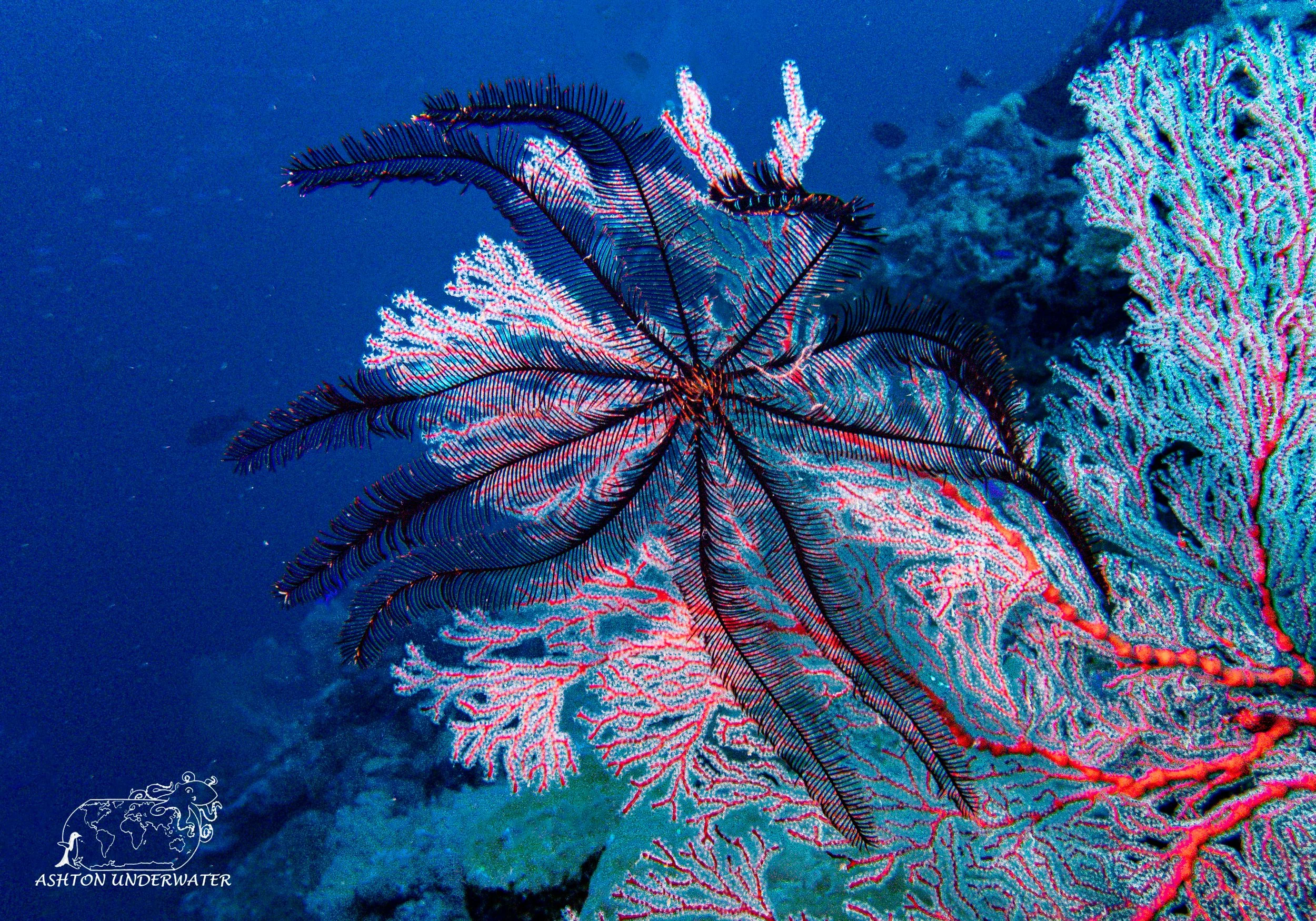Rainbow Reef-3.jpg