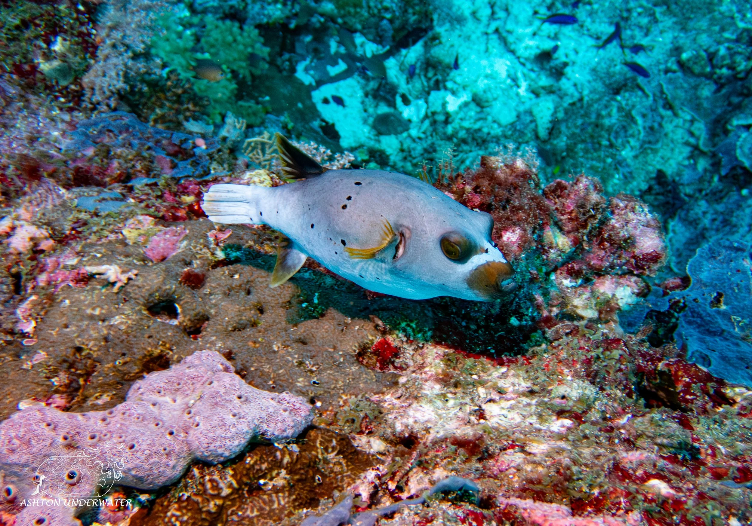 Rainbow Reef-5.jpg