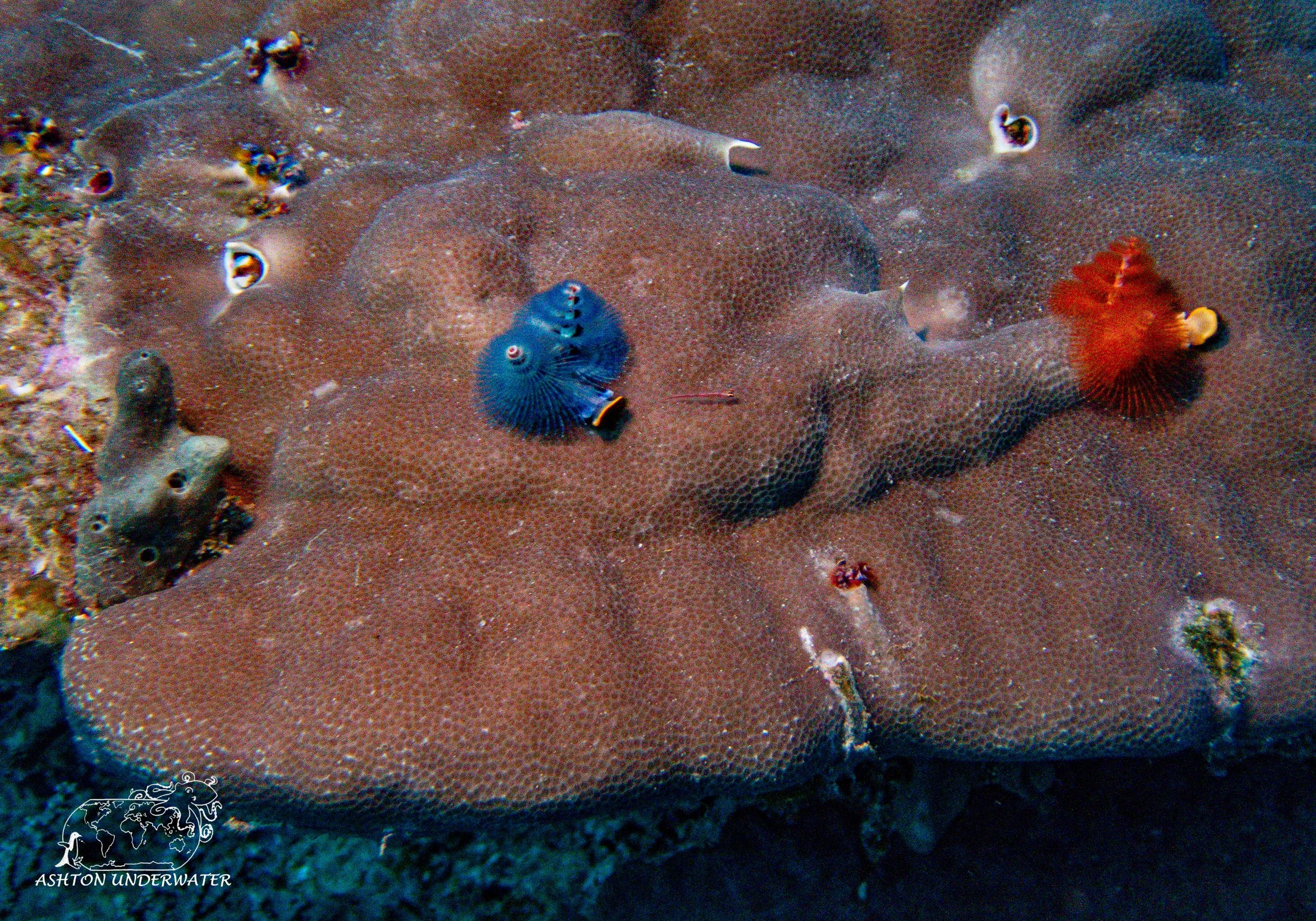Rainbow Reef-6.jpg