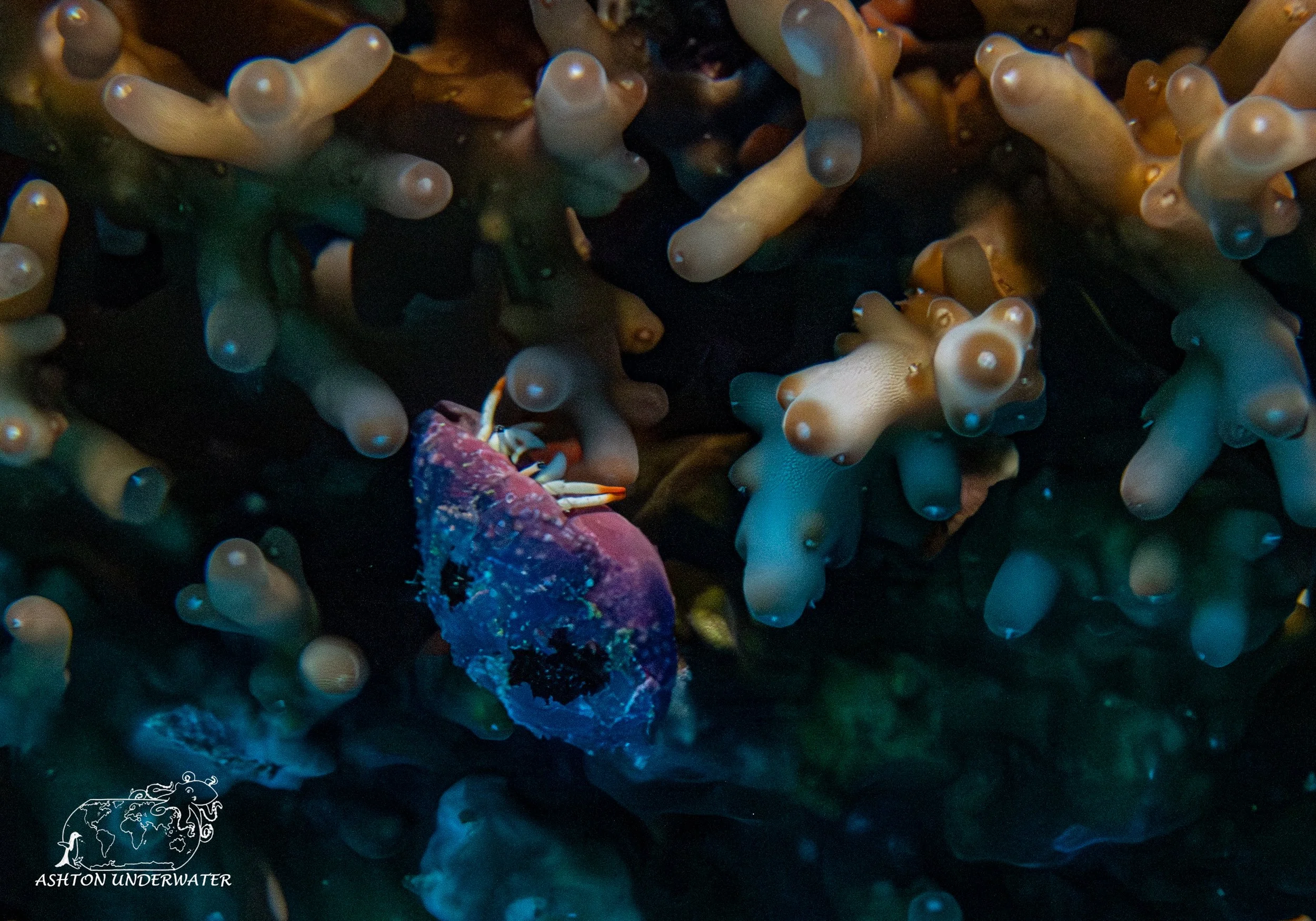 Rainbow Reef-8.jpg