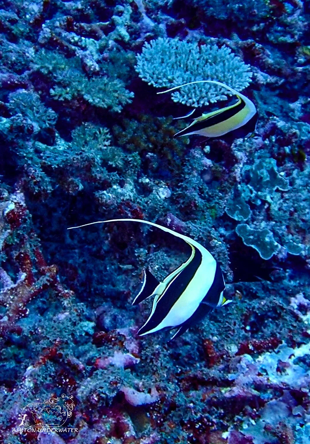 Rainbow Reef-9.jpg