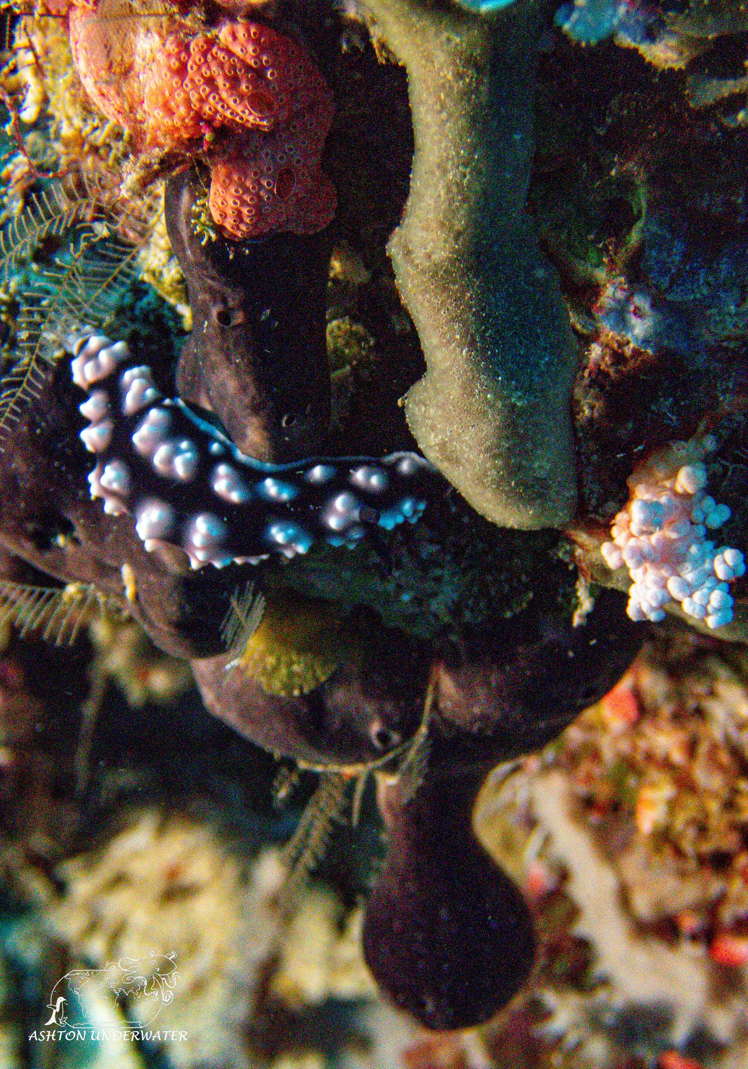 Rainbow Reef-7.jpg