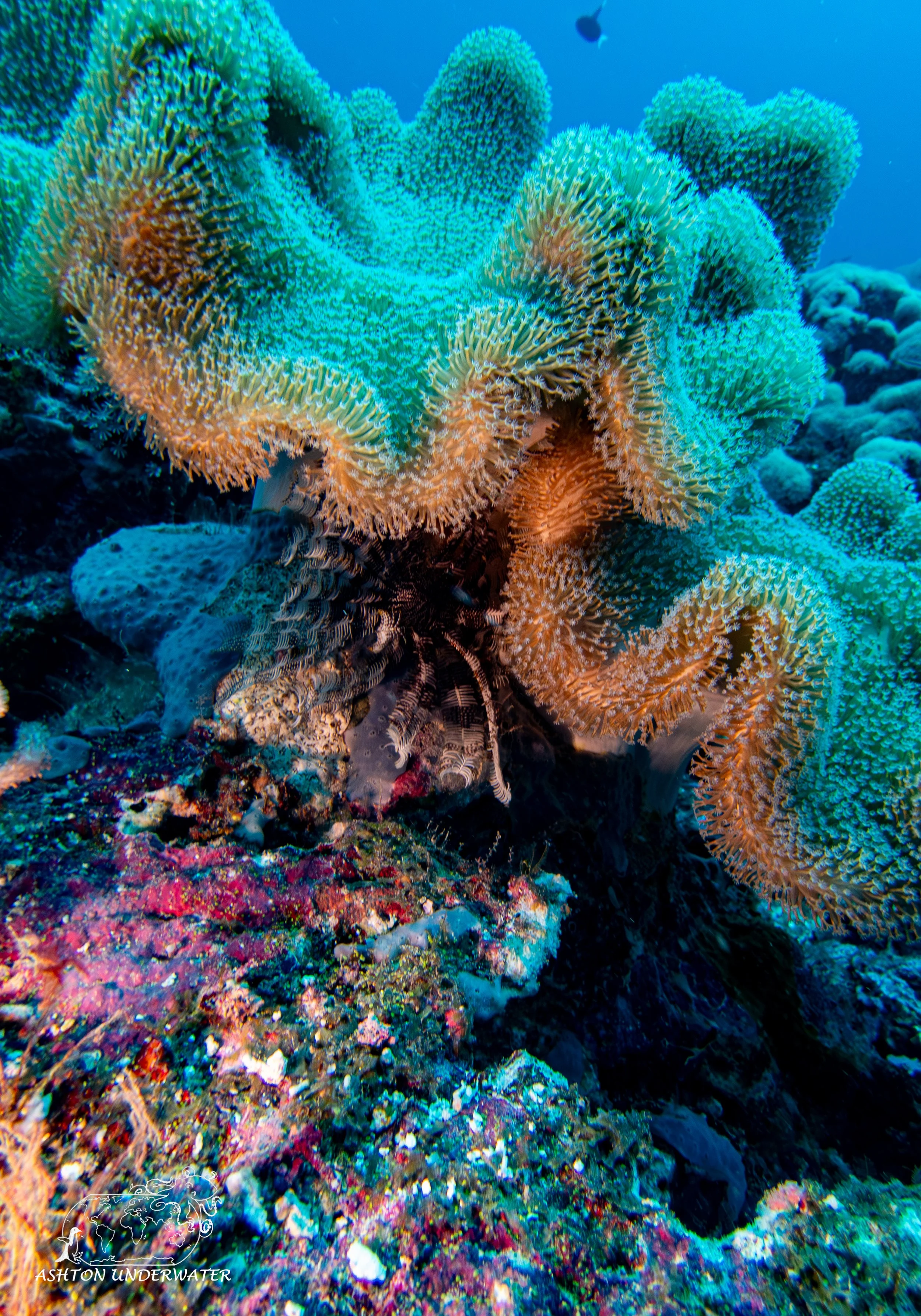 Rainbow Reef-11.jpg