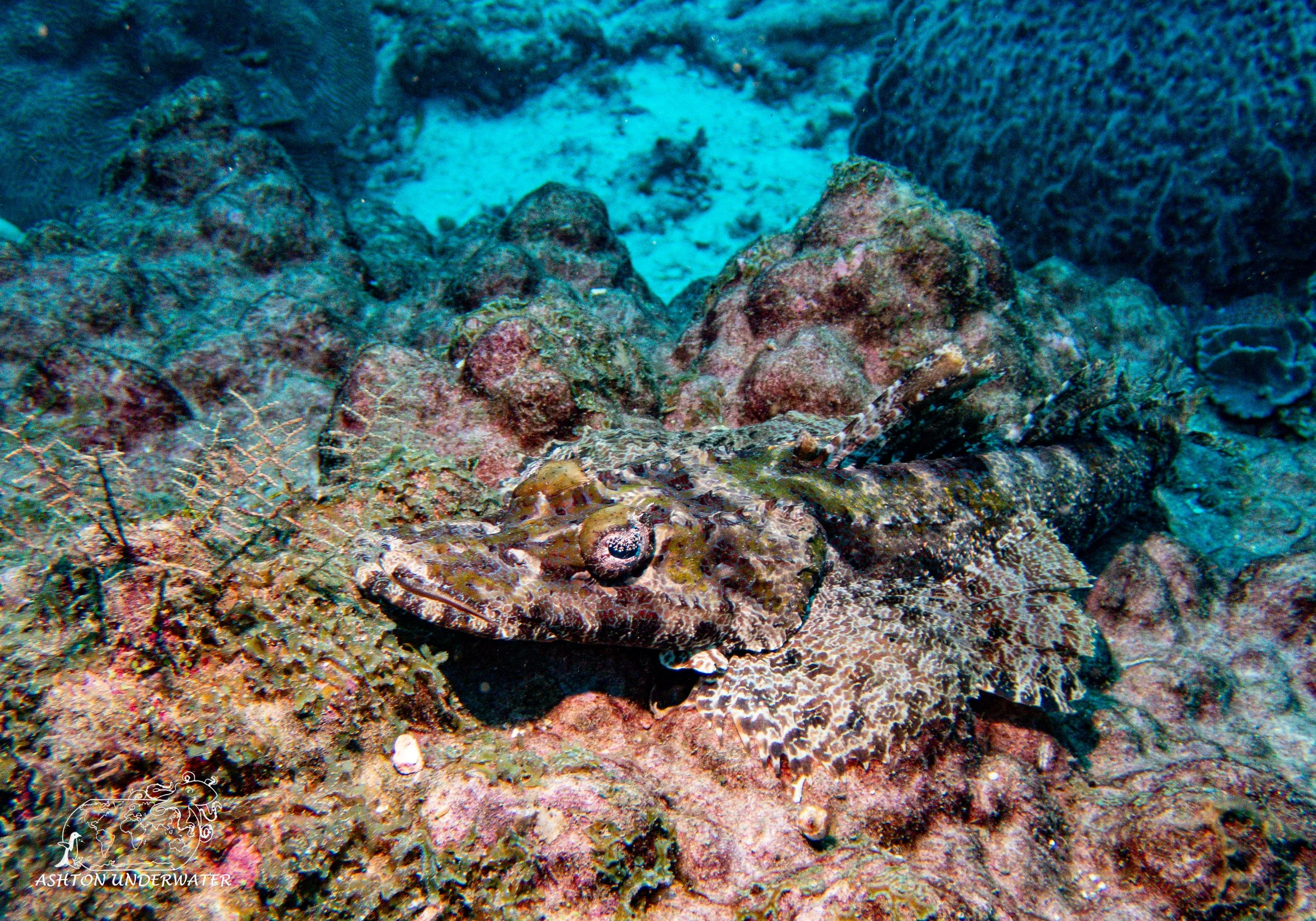 Rainbow Reef-12.jpg