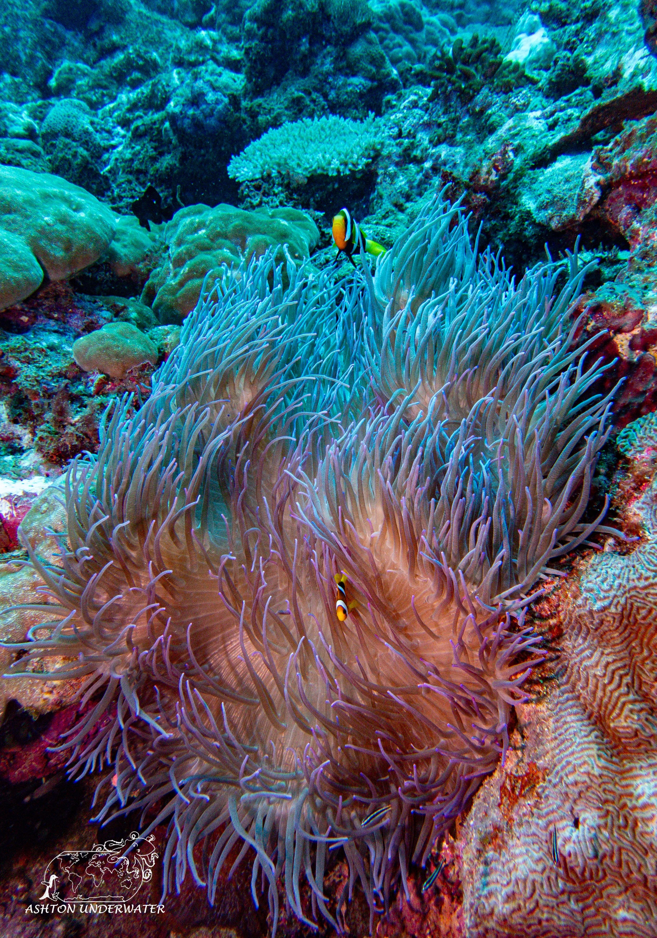Rainbow Reef-13.jpg