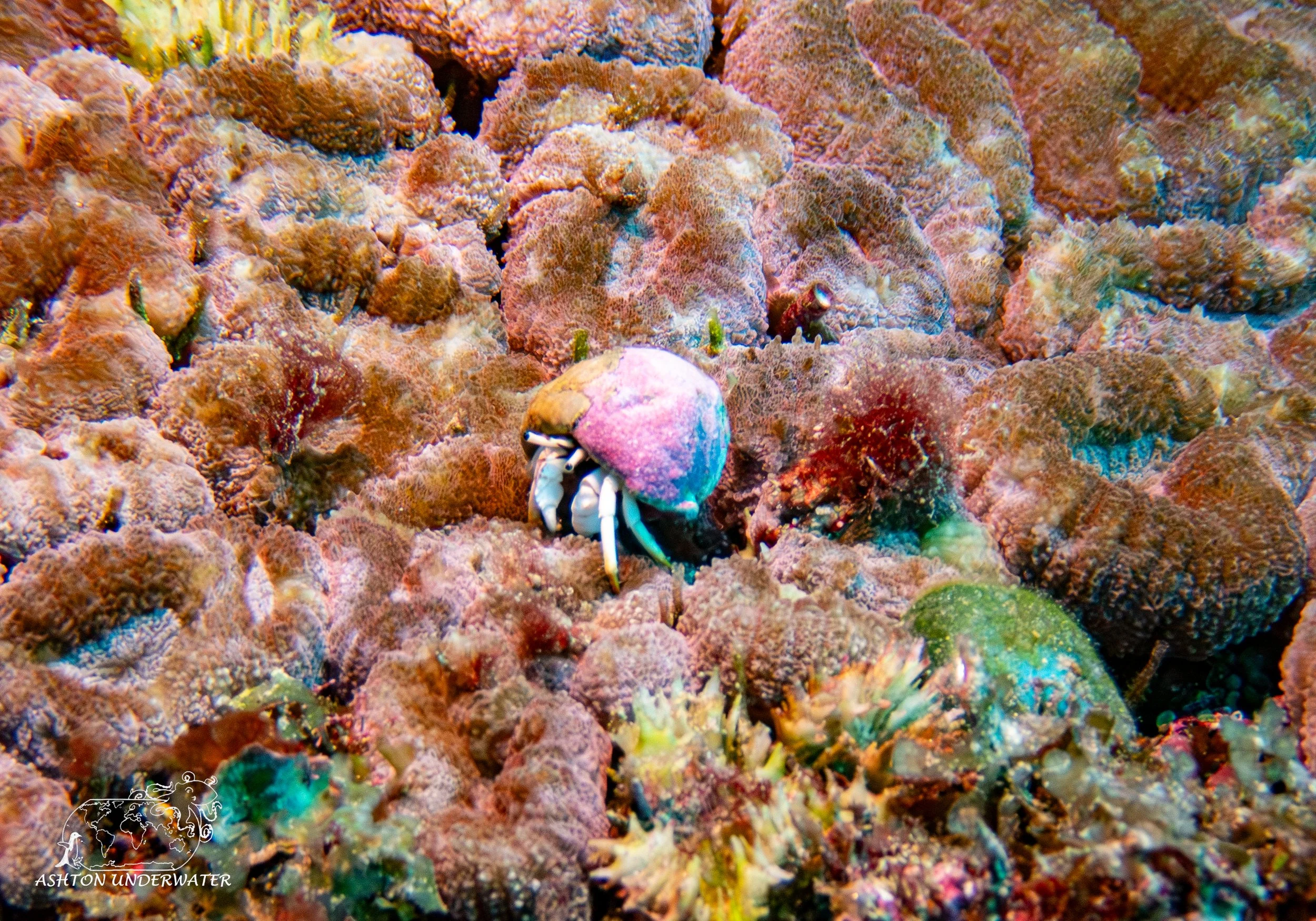 Rainbow Reef-15.jpg