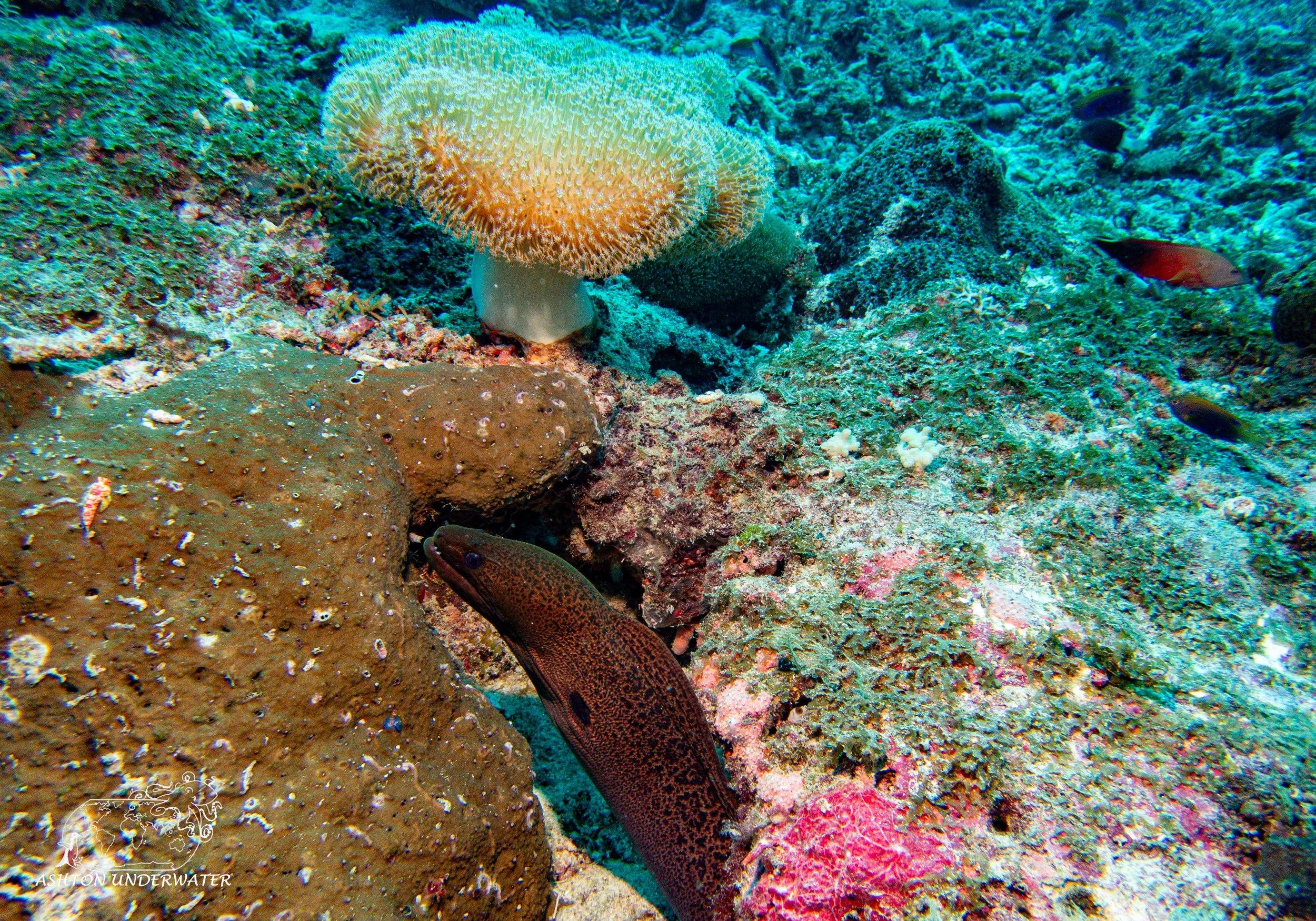 Rainbow Reef-14.jpg