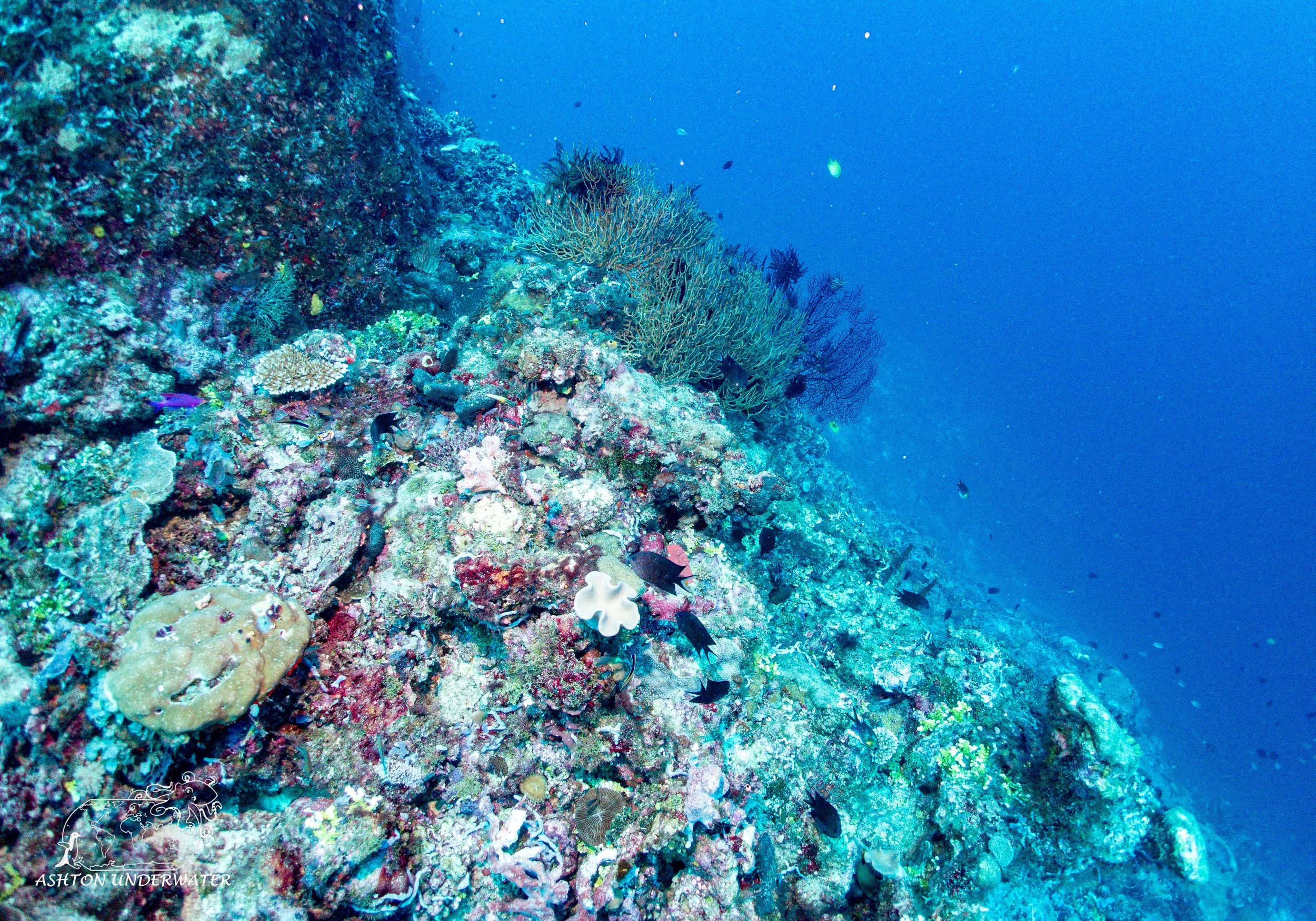 Sililoma-2.jpg