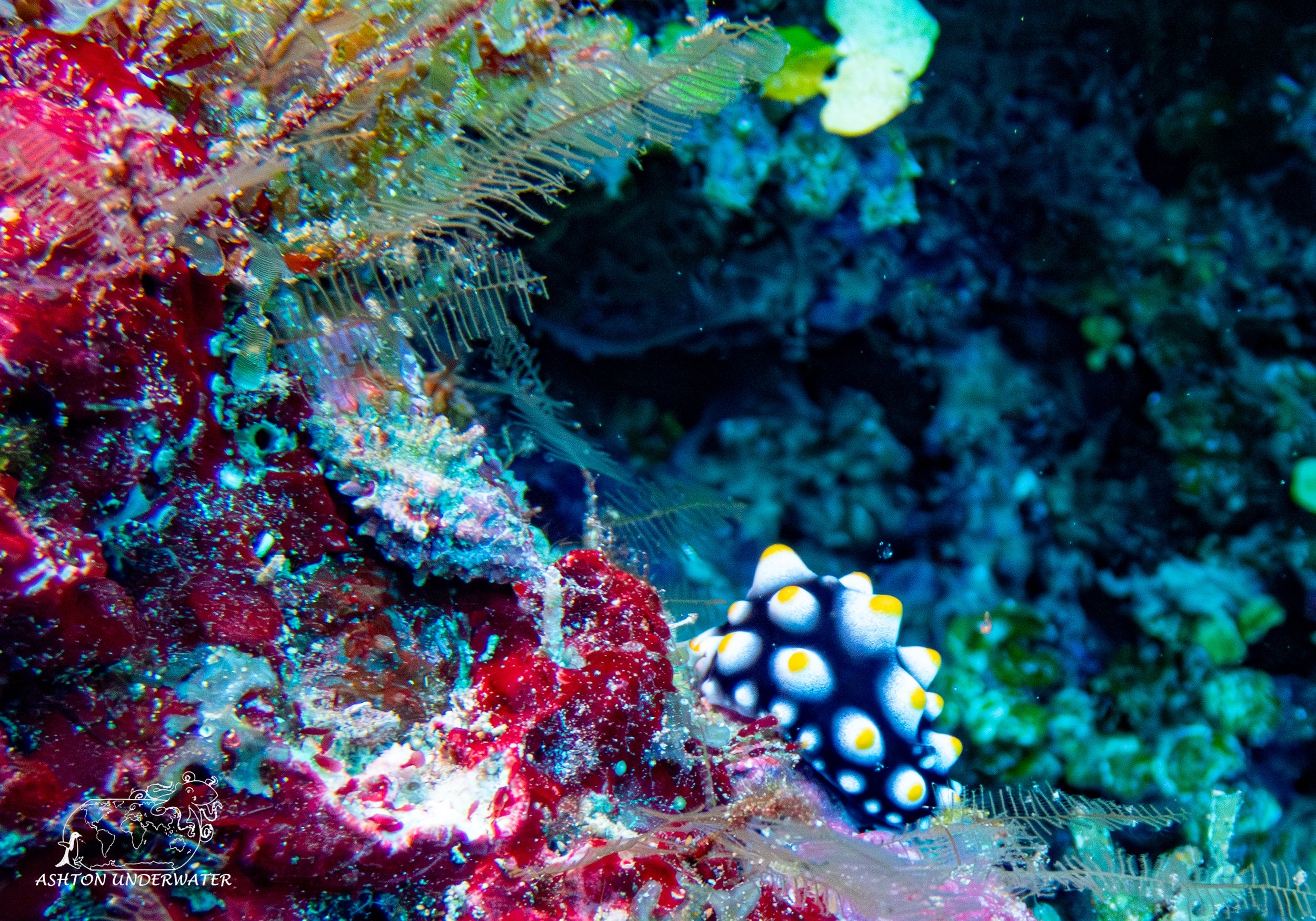 Sililoma-4.jpg