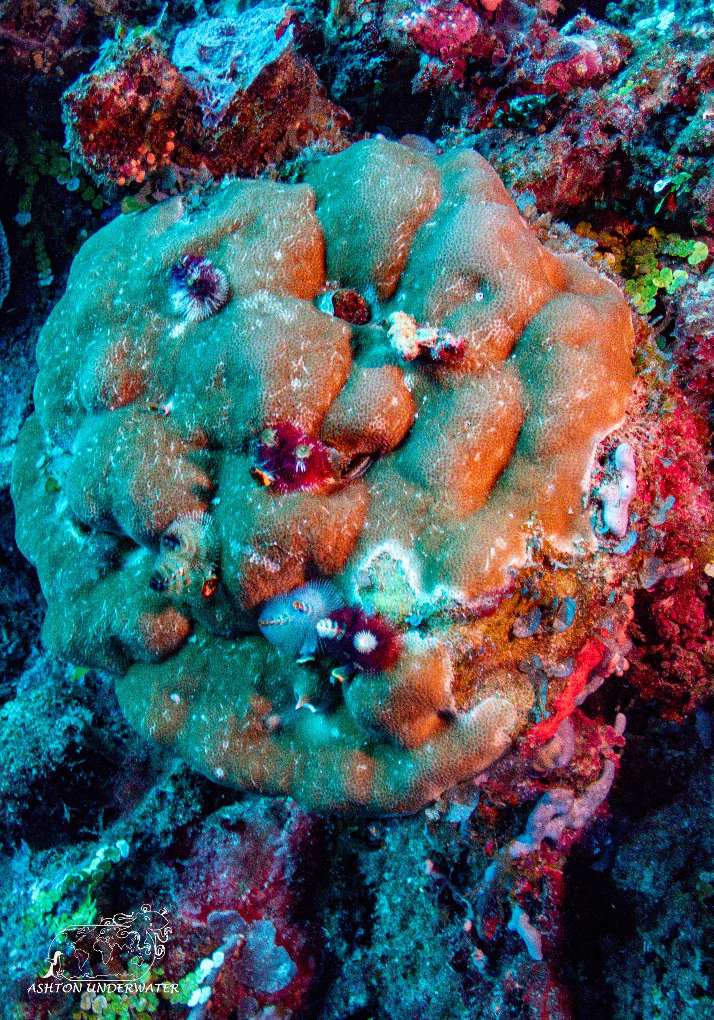 Sililoma-3.jpg