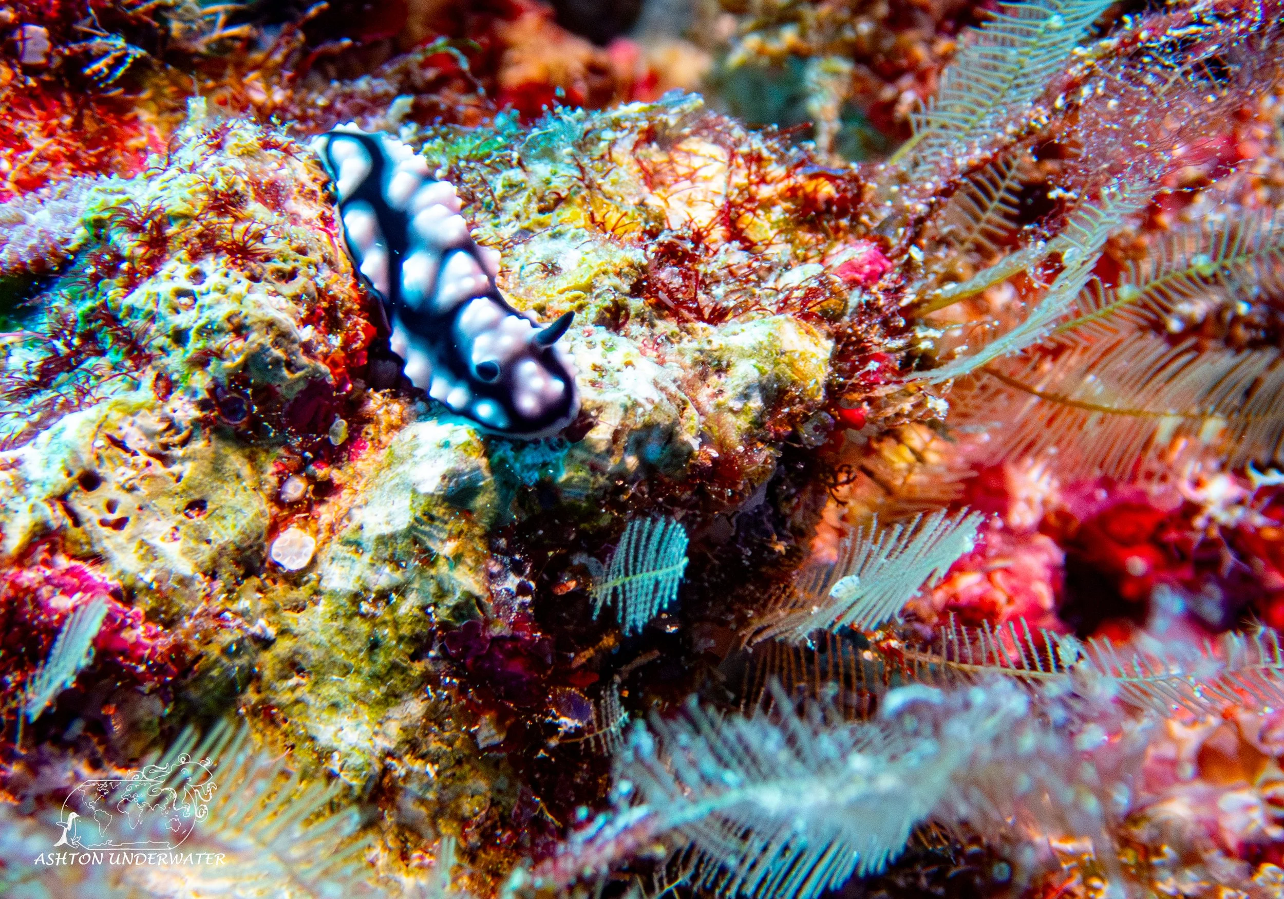 Sililoma-5.jpg