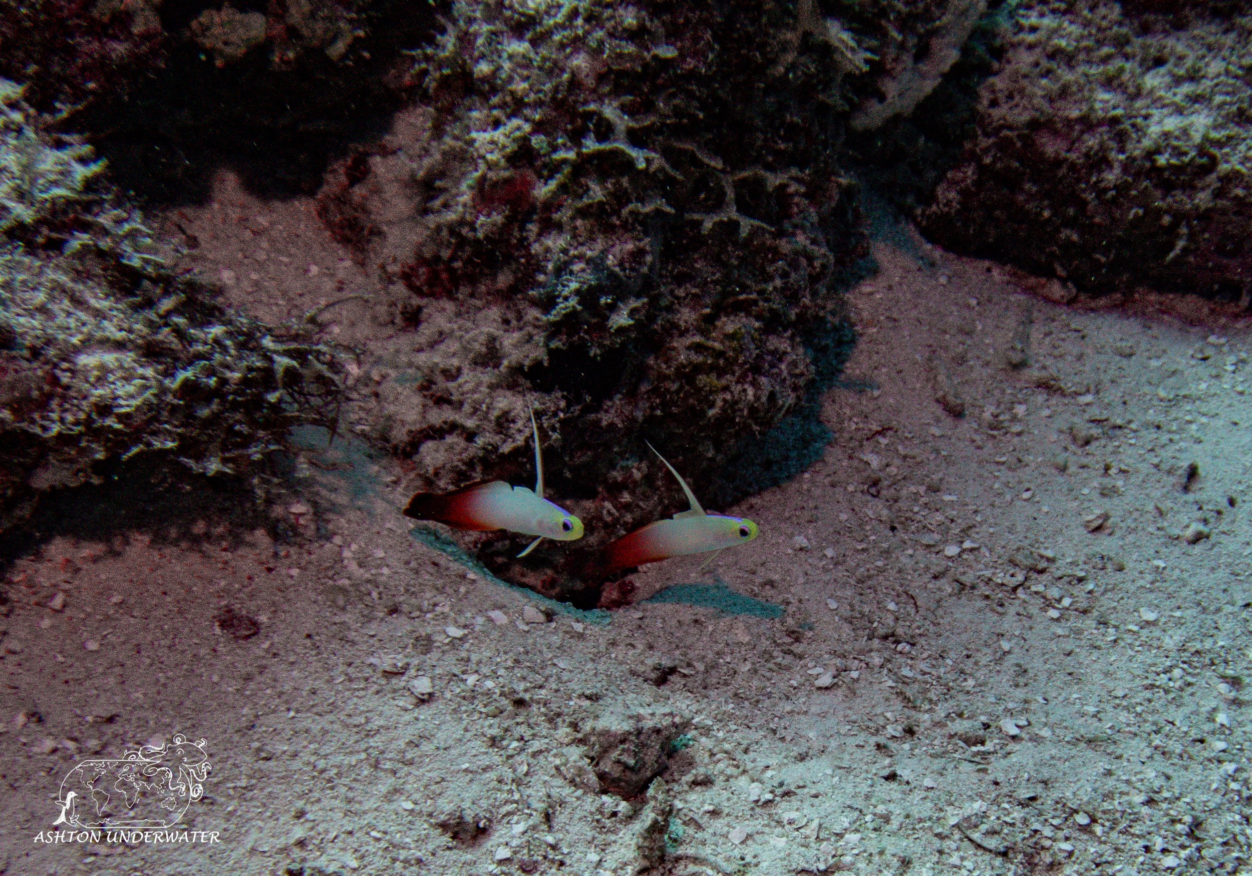 Sililoma-6.jpg