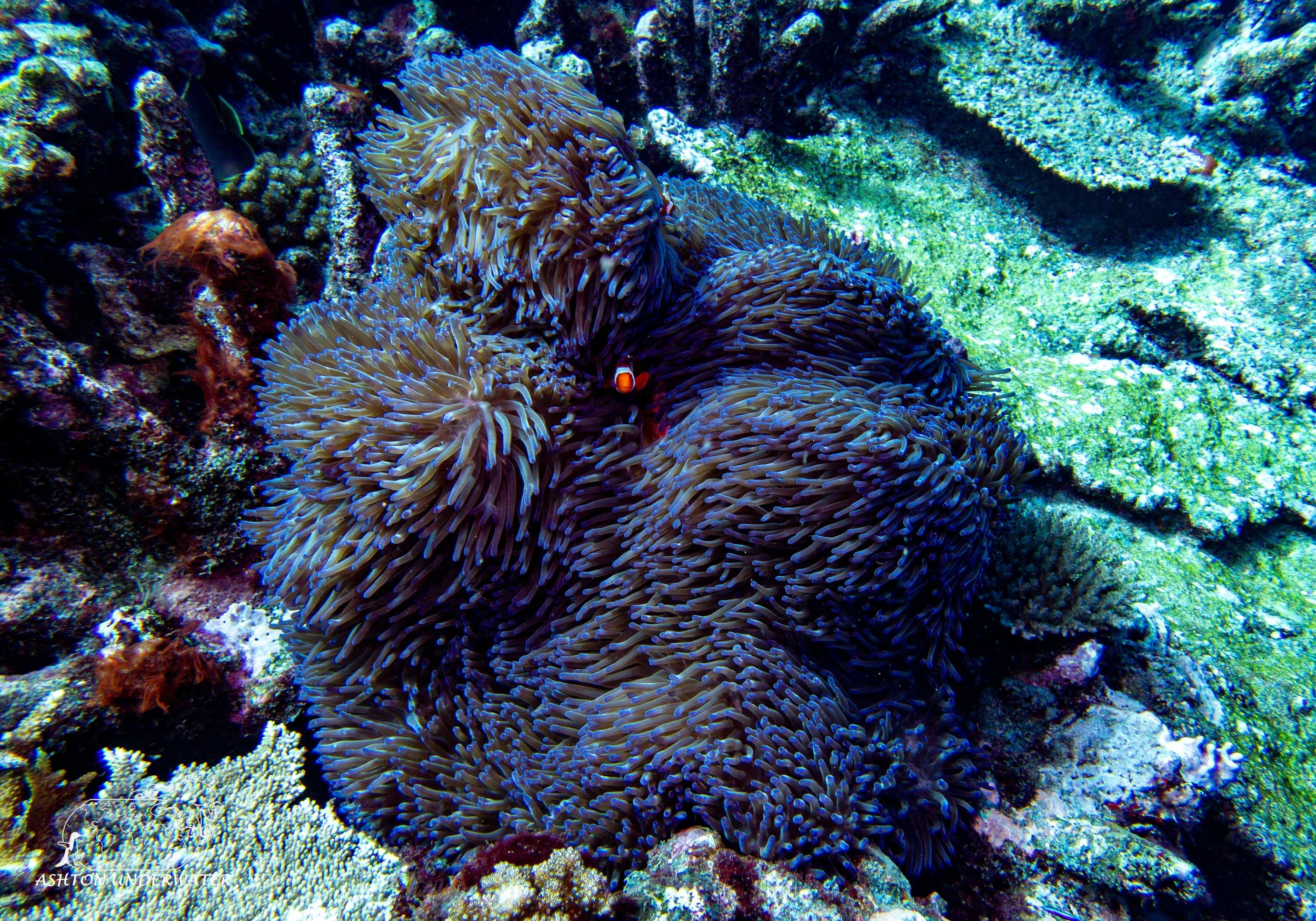 Sililoma-8.jpg