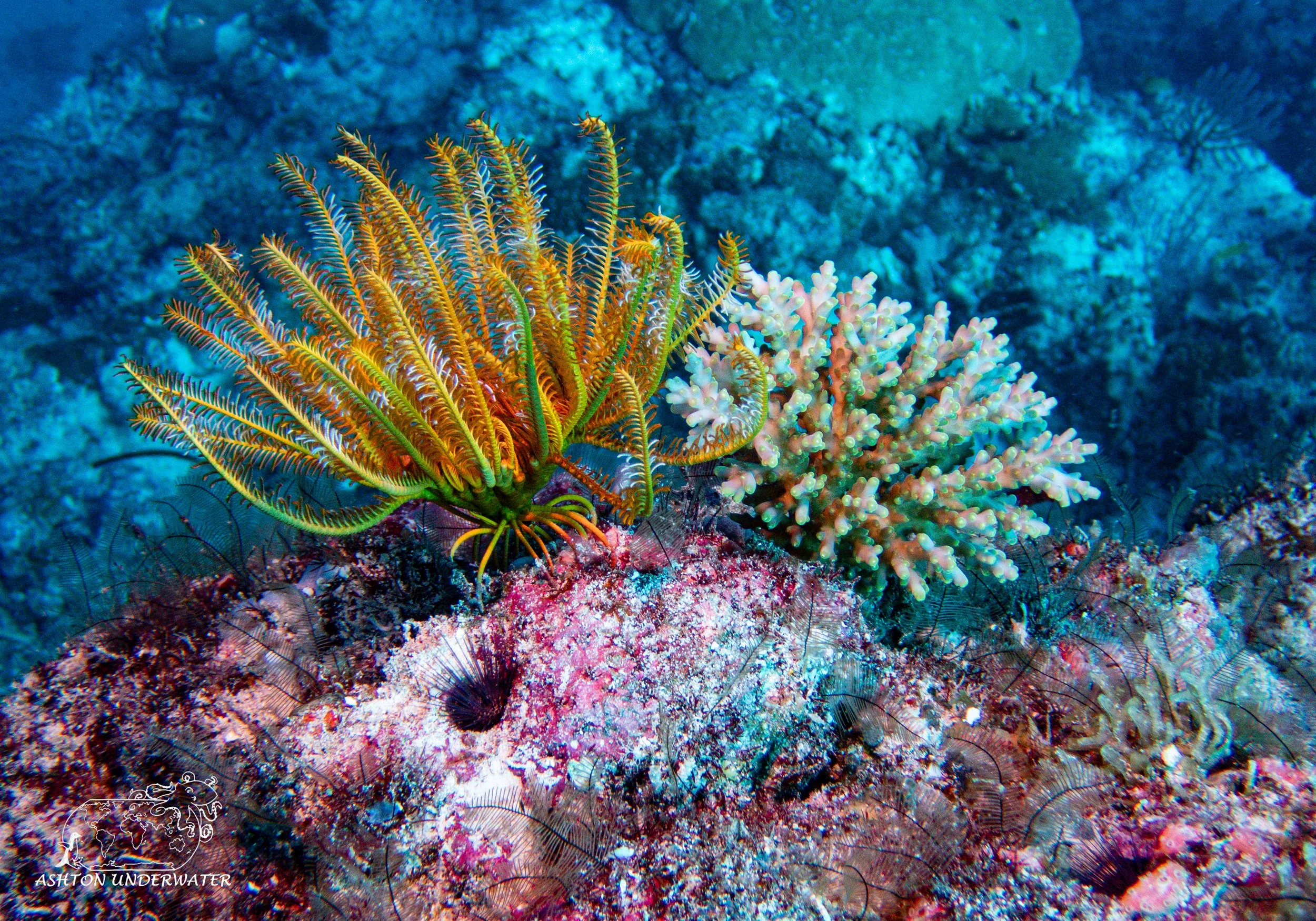 Sililoma-7.jpg