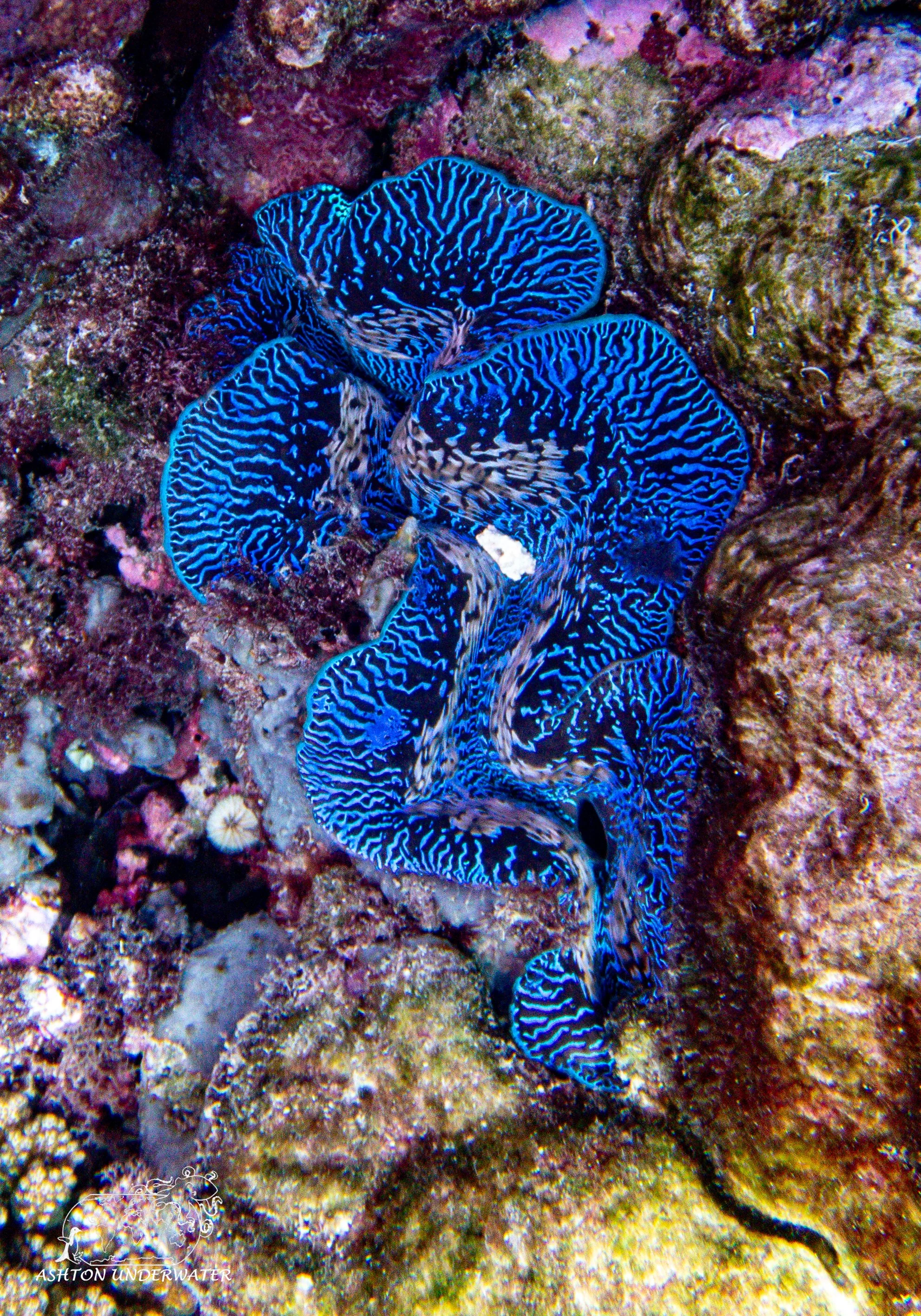 Sililoma-11.jpg