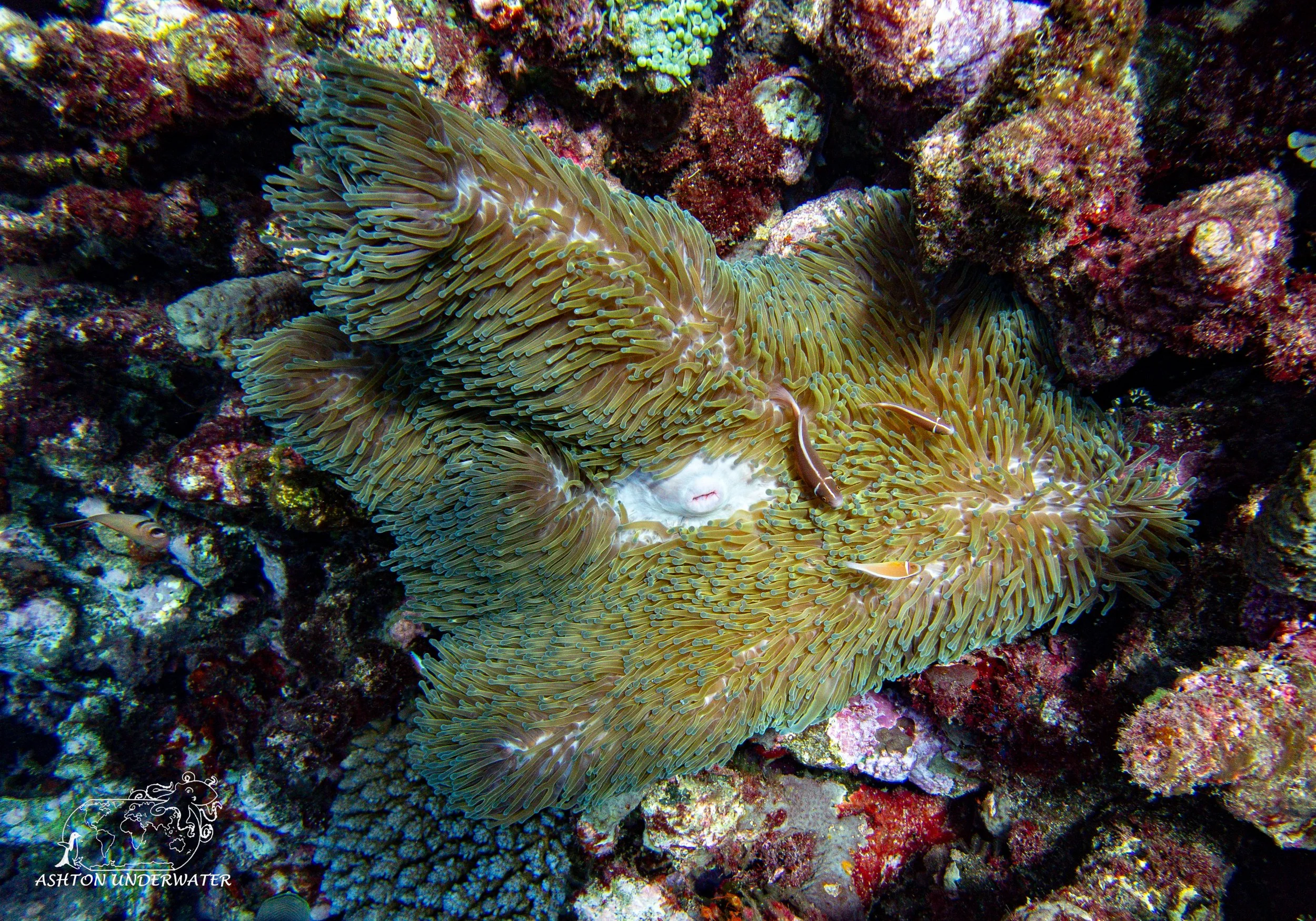 Sililoma-9.jpg