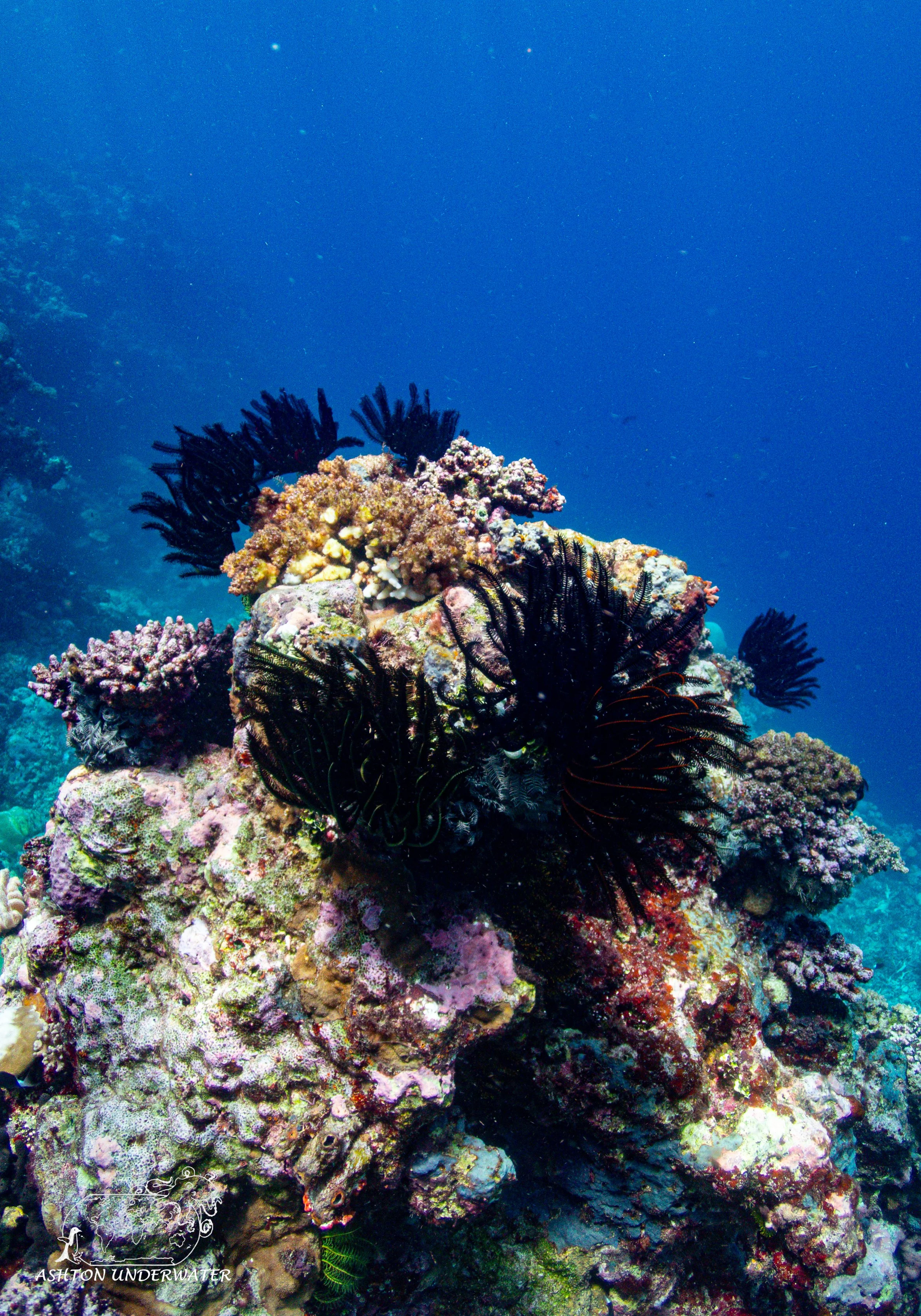 LeLu Cut-25.jpg