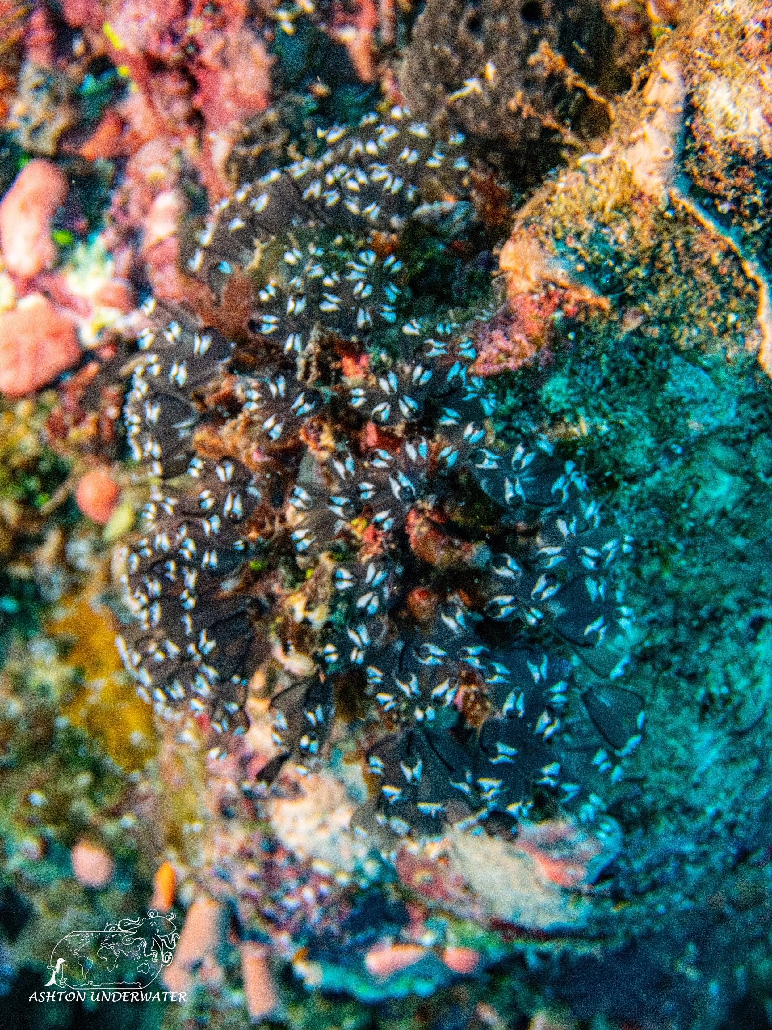 Karumulon Point-7.jpg