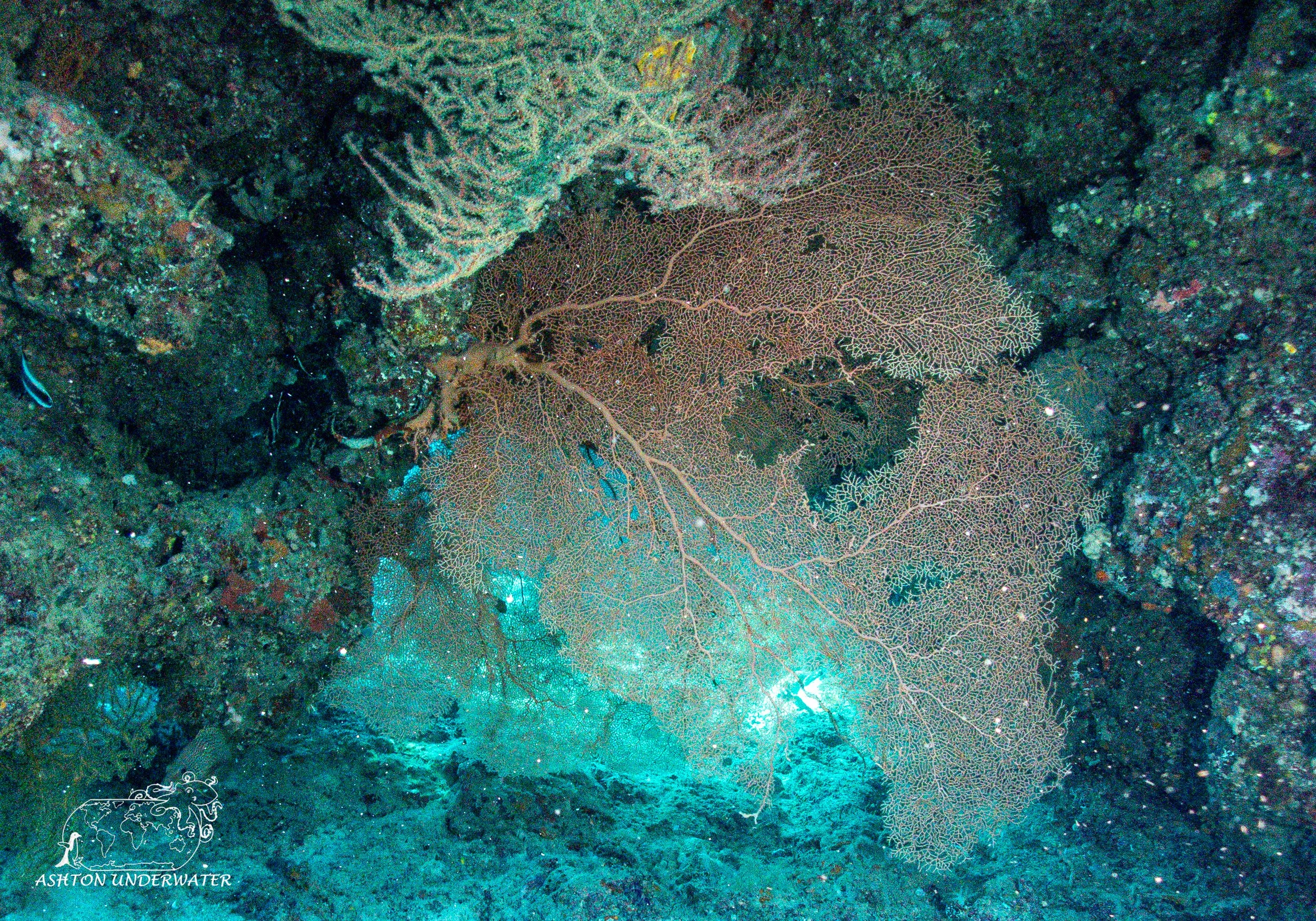 Karumulon Point-10.jpg