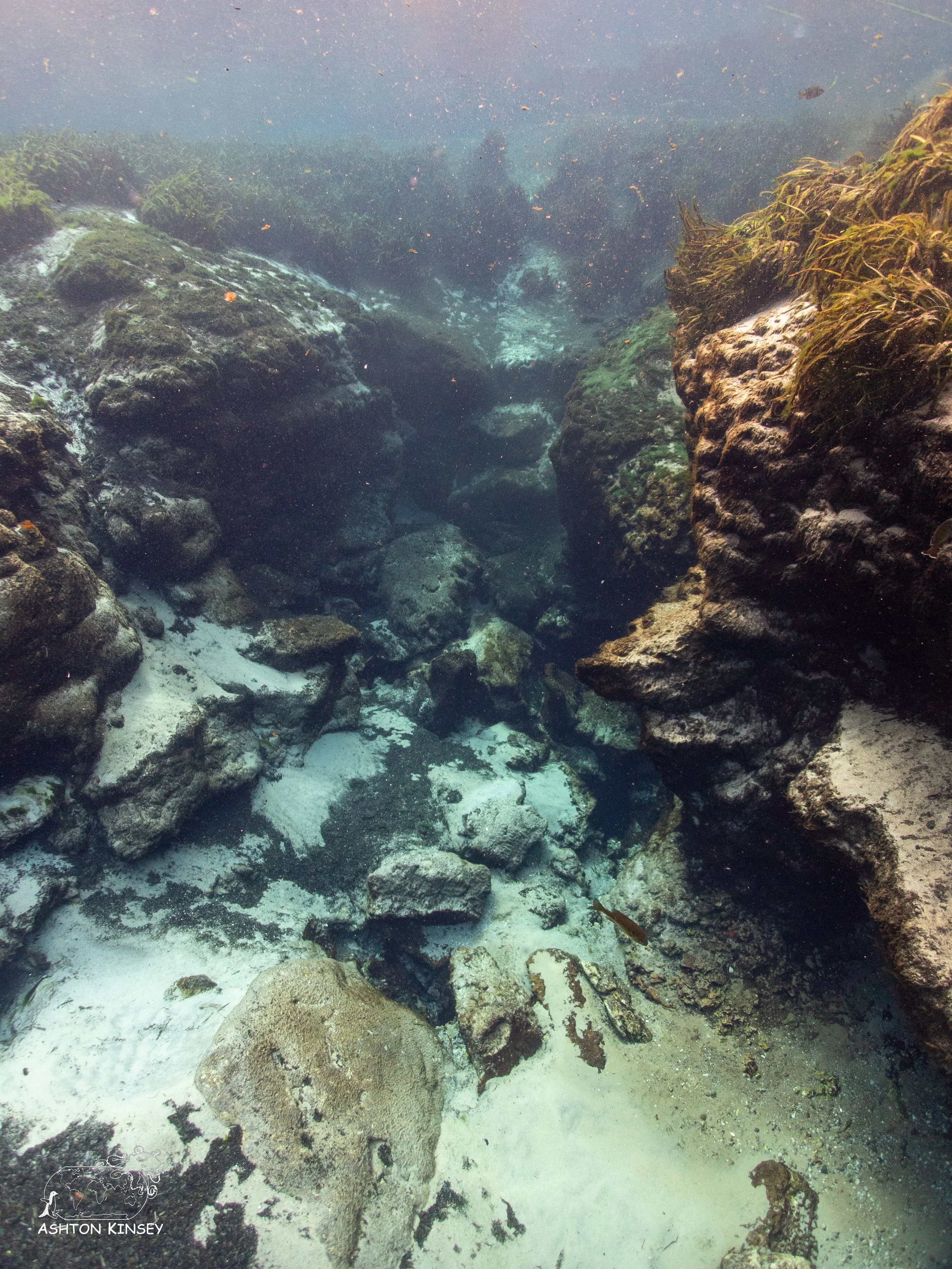 Alexander Springs-3.jpg