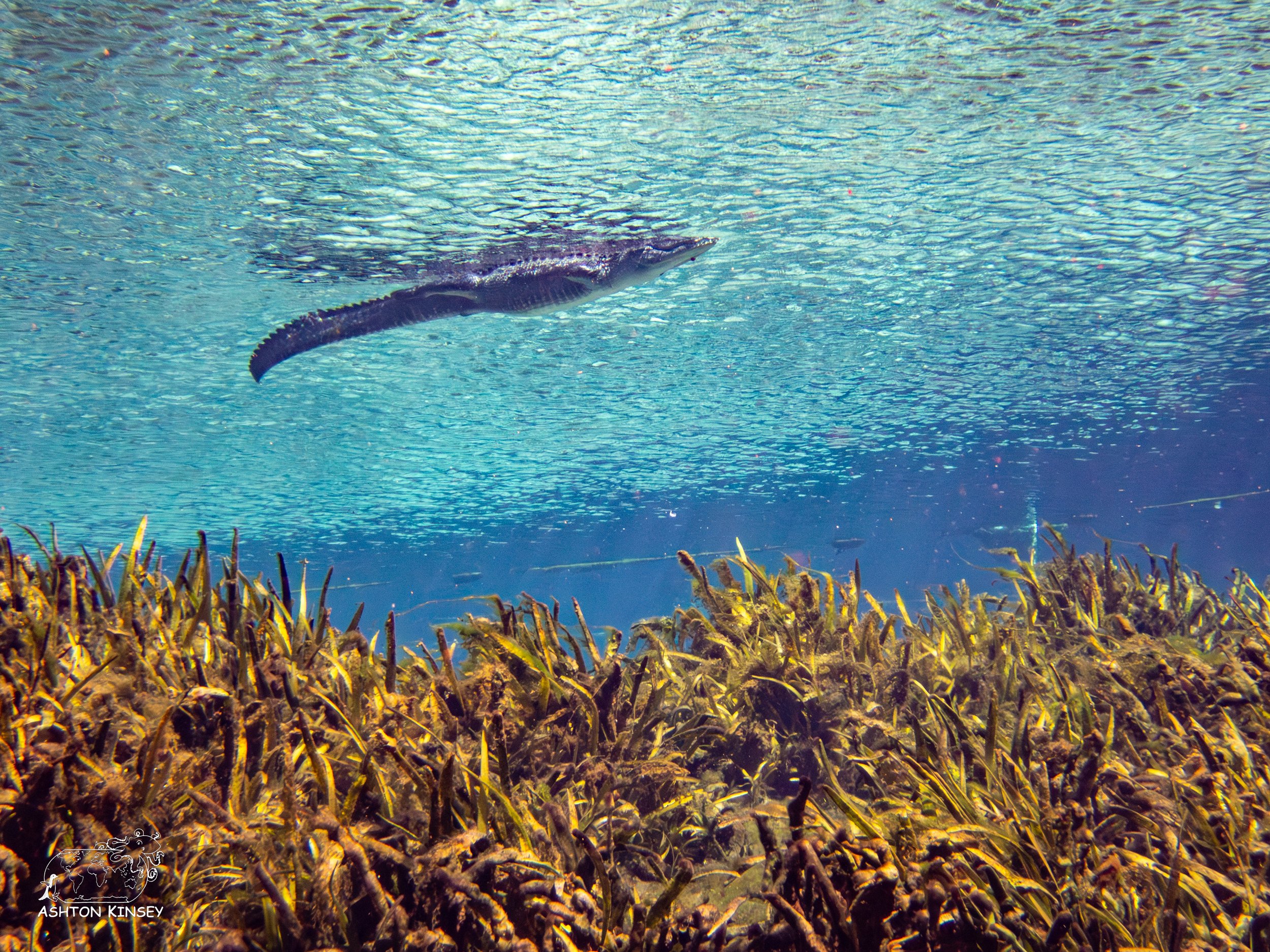 Alexander Springs-11.jpg