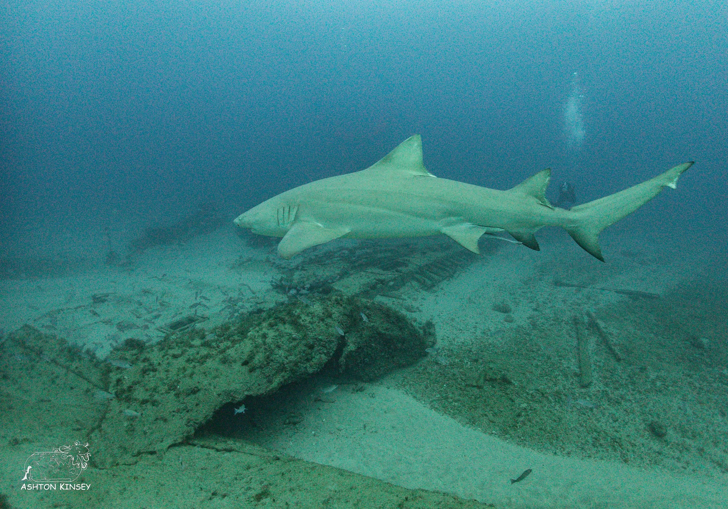 Shark dive.jpg