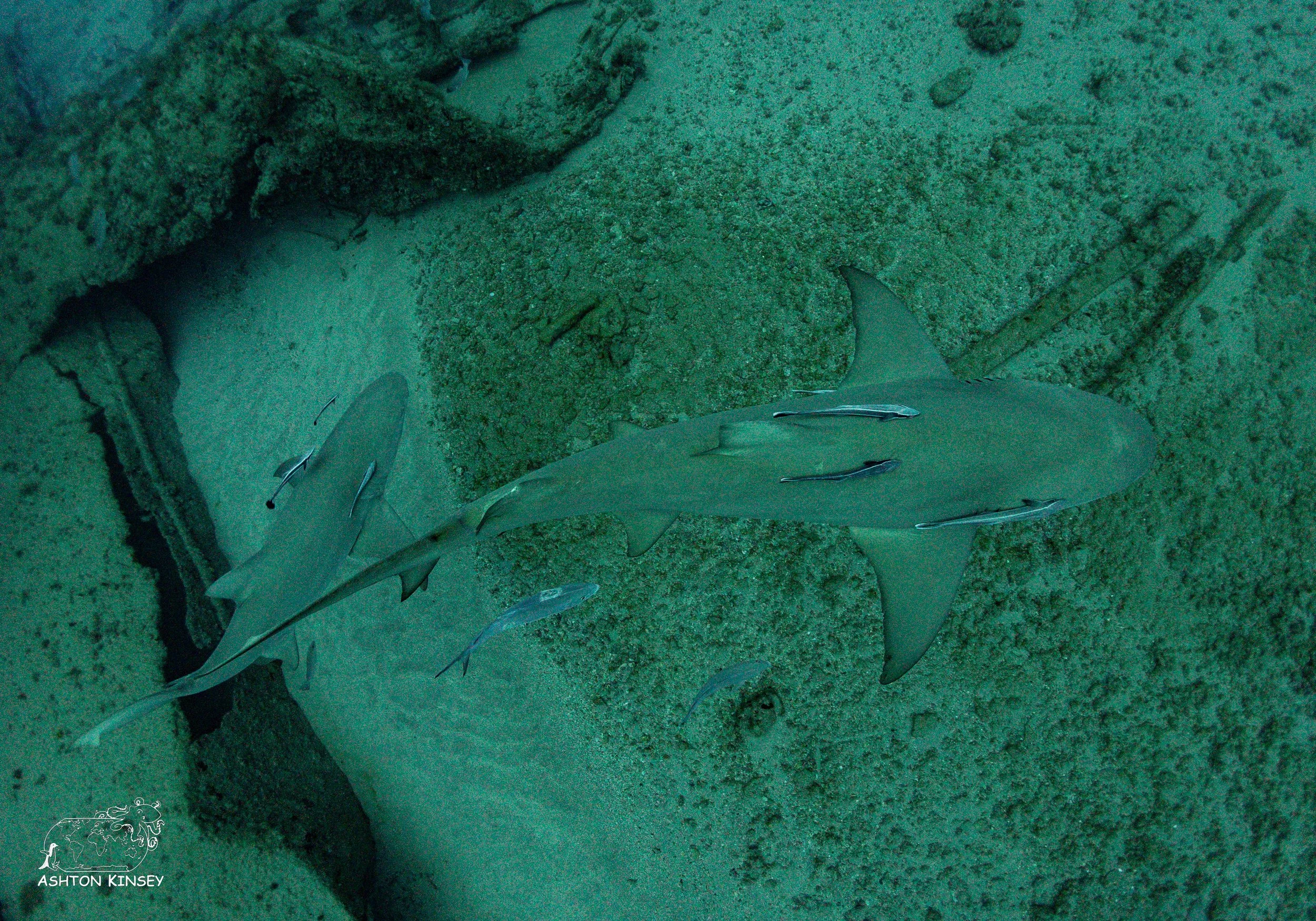 Shark Dive-2.jpg