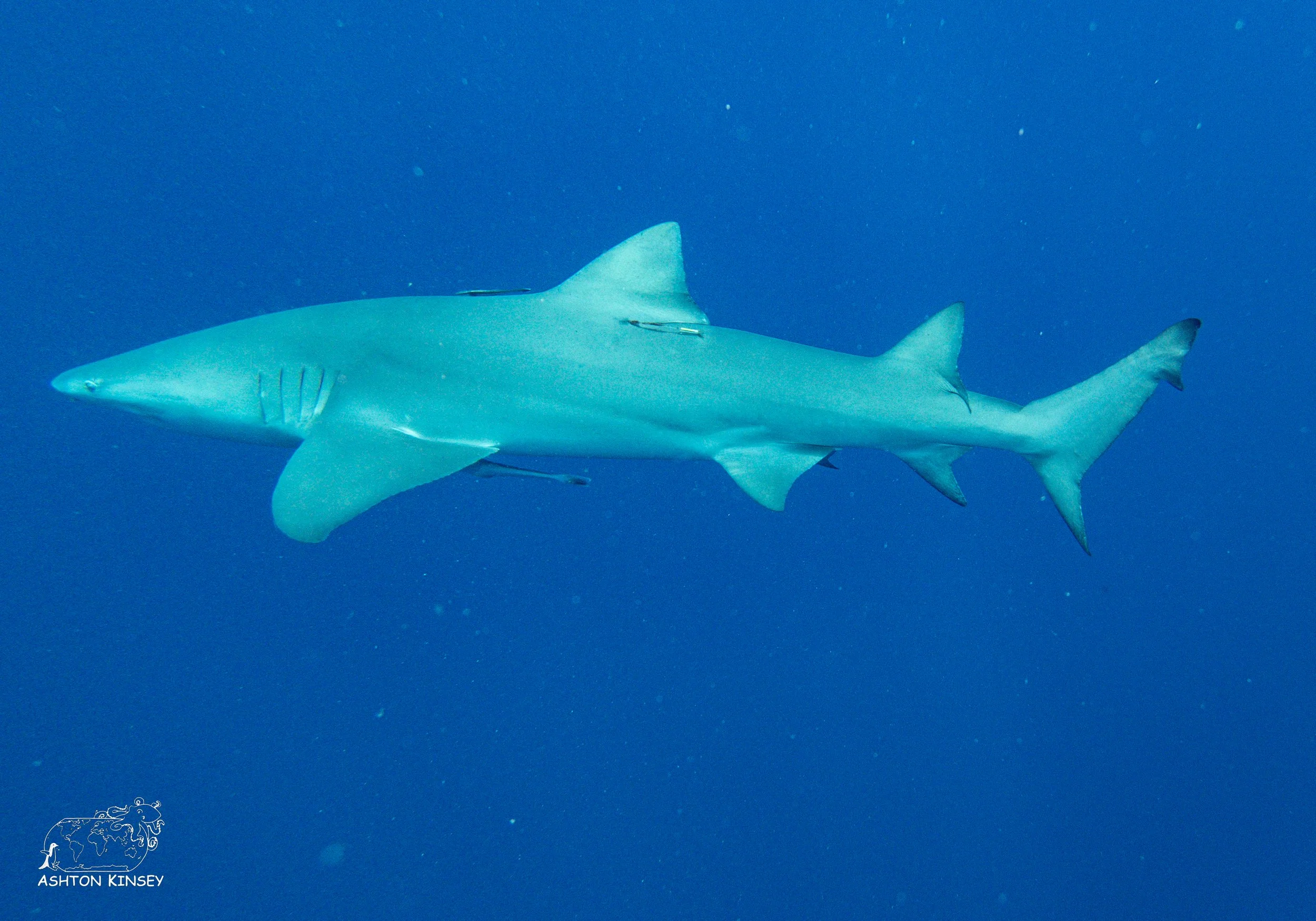 Shark Dive-2-2.jpg