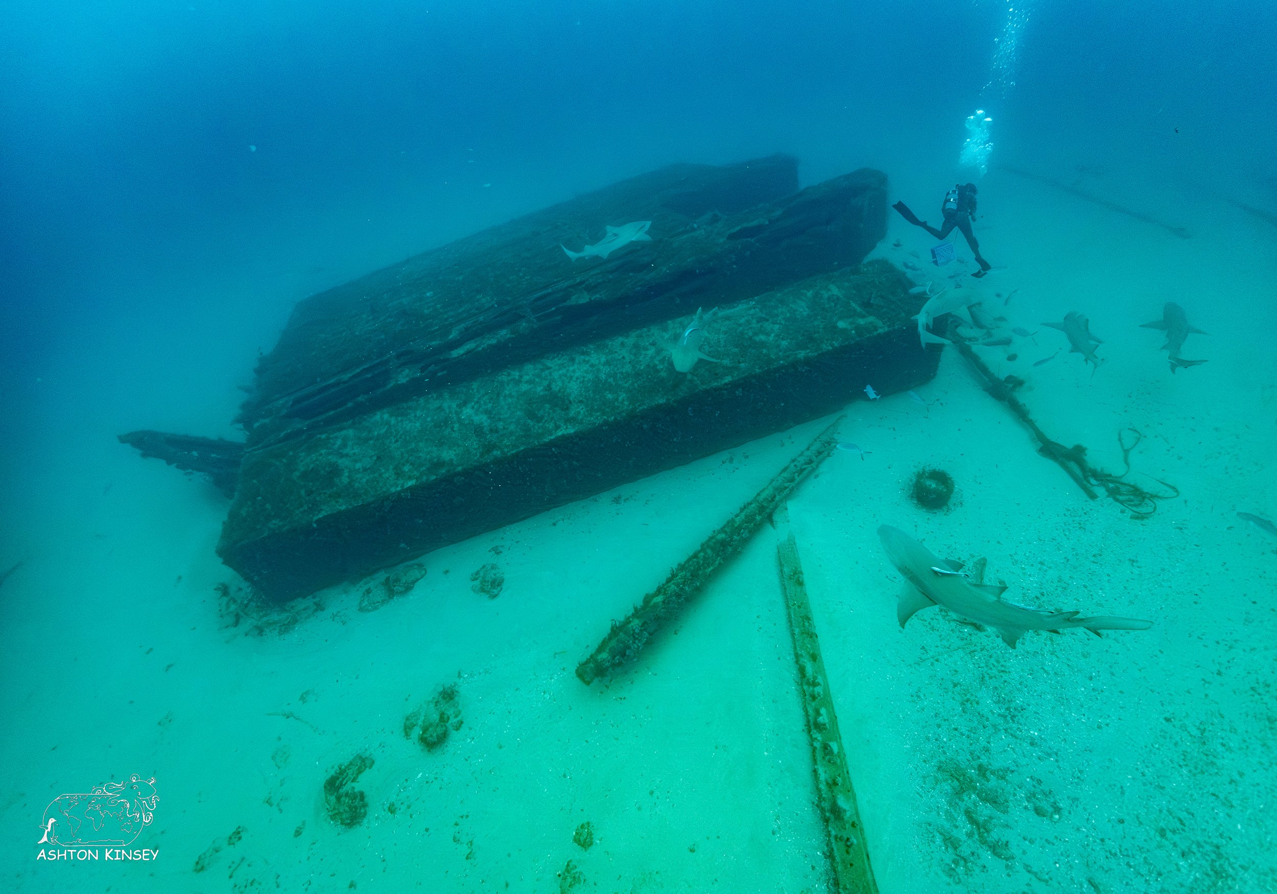 Shark Dive-4.jpg