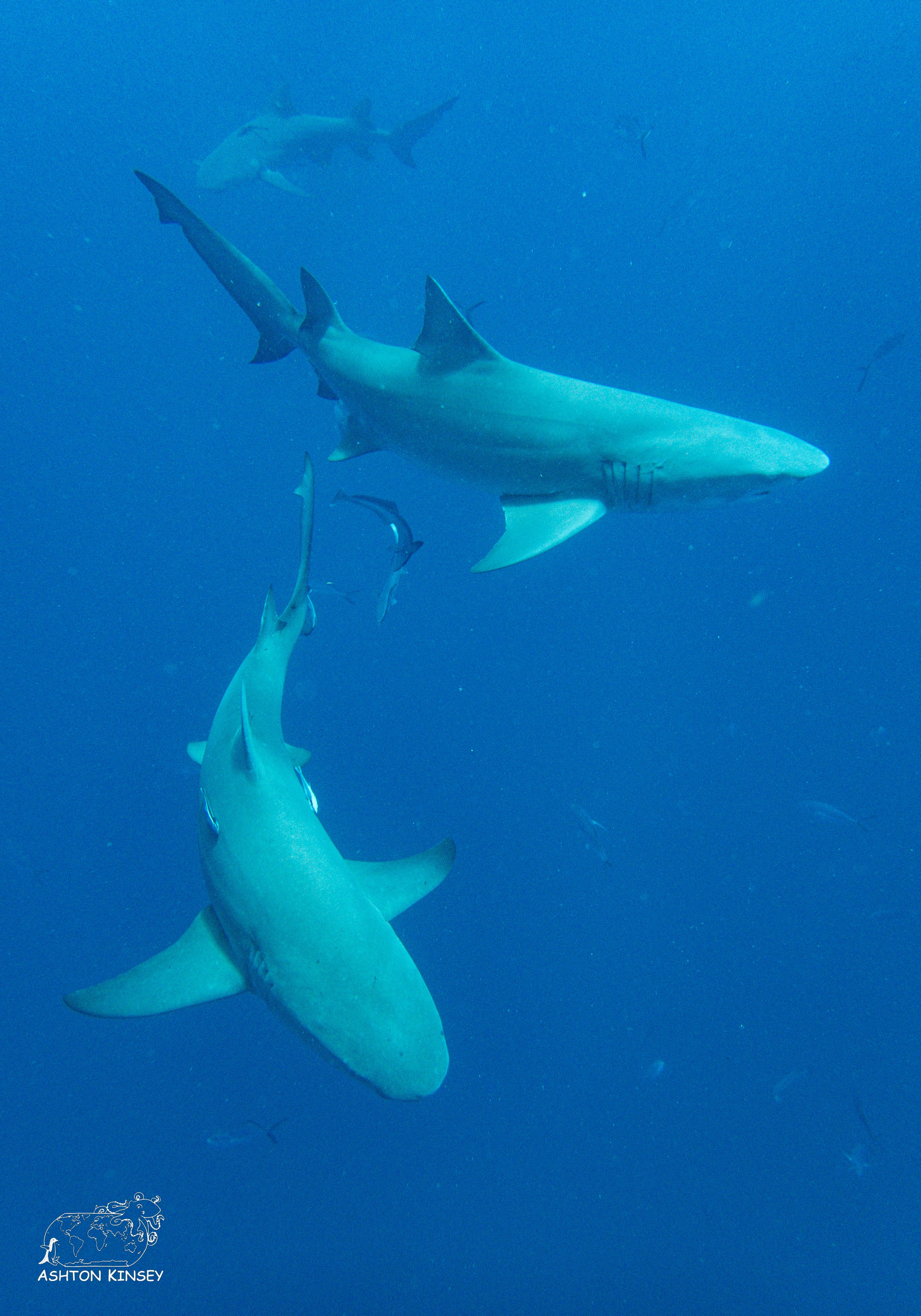 Shark Dive-4-2.jpg