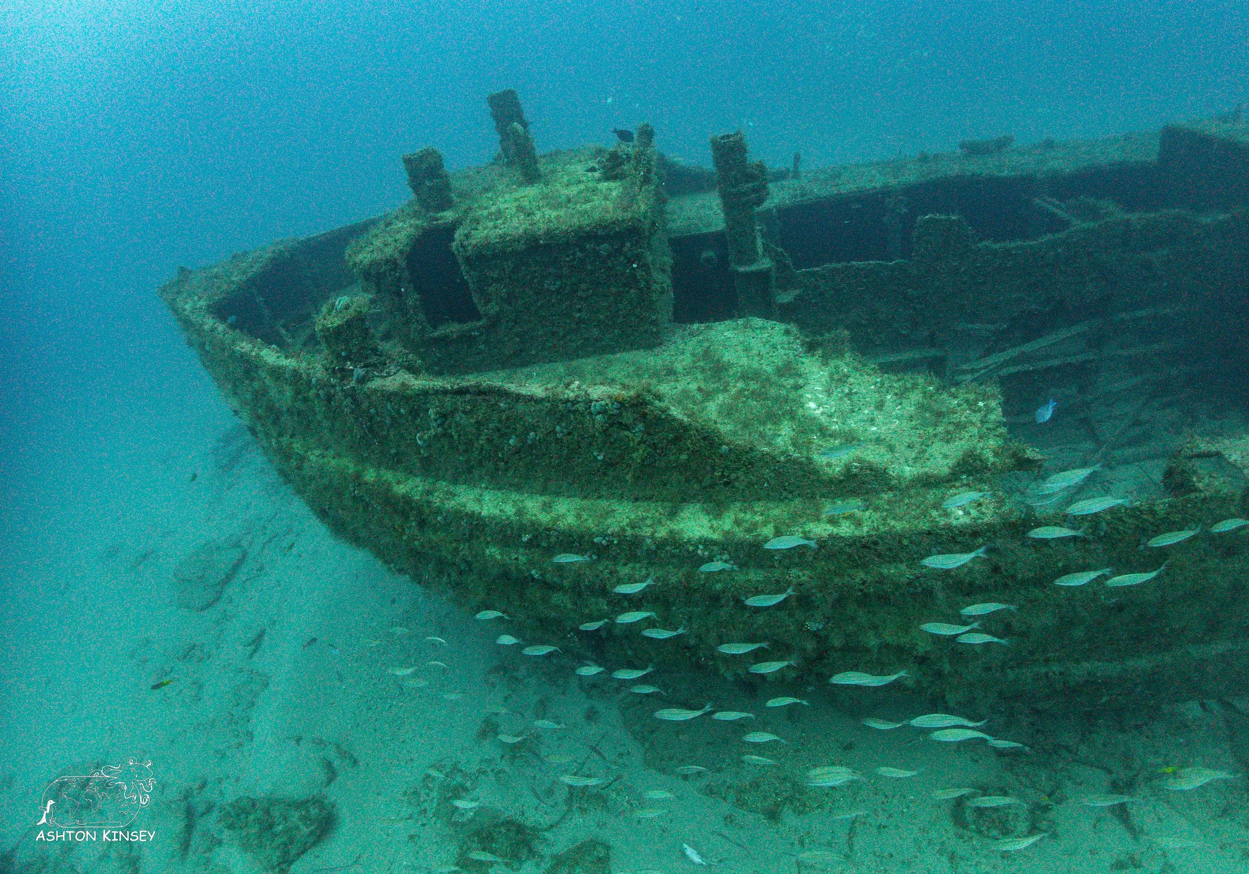 Shark Dive-5.jpg