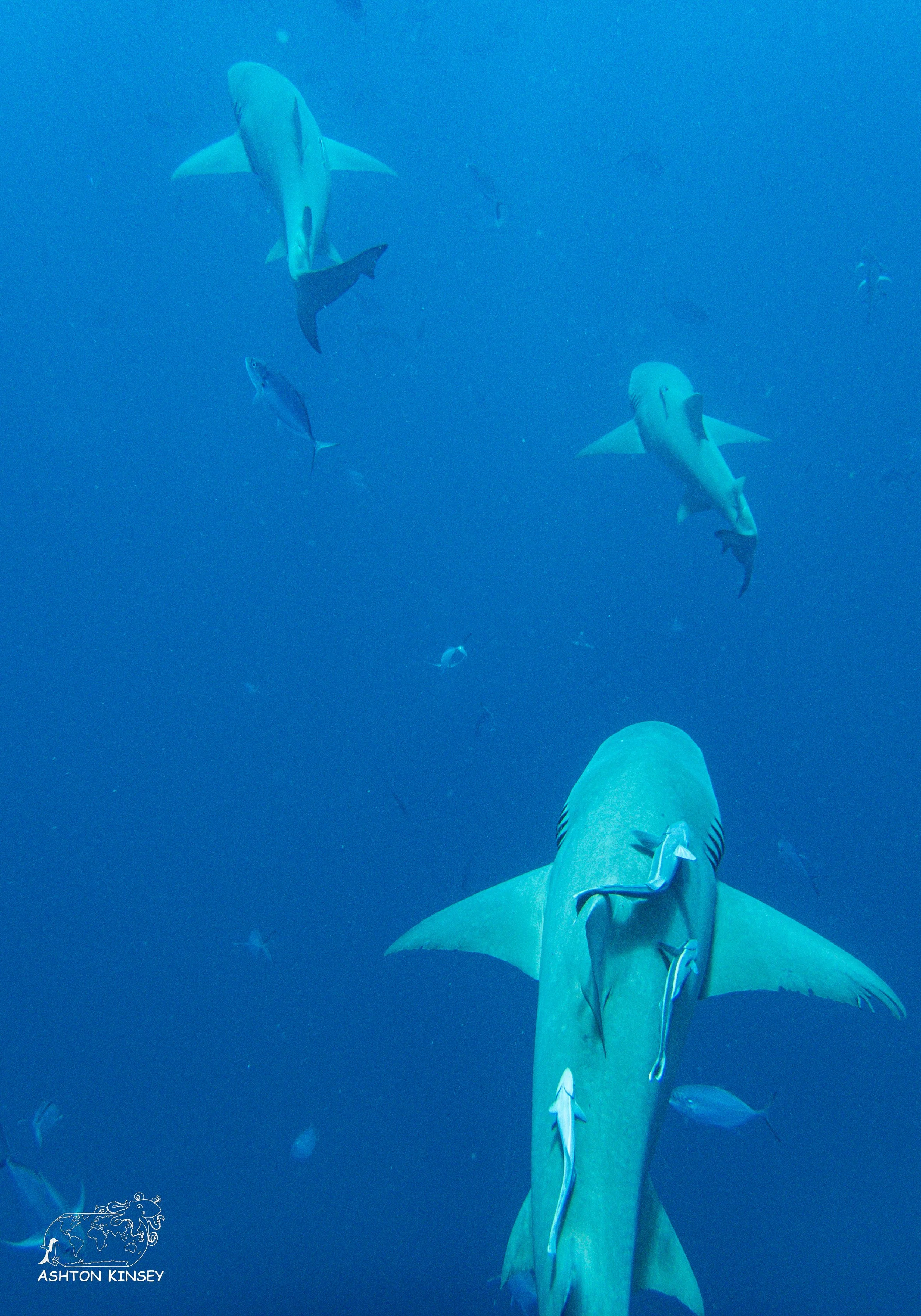 Shark Dive-5-2.jpg