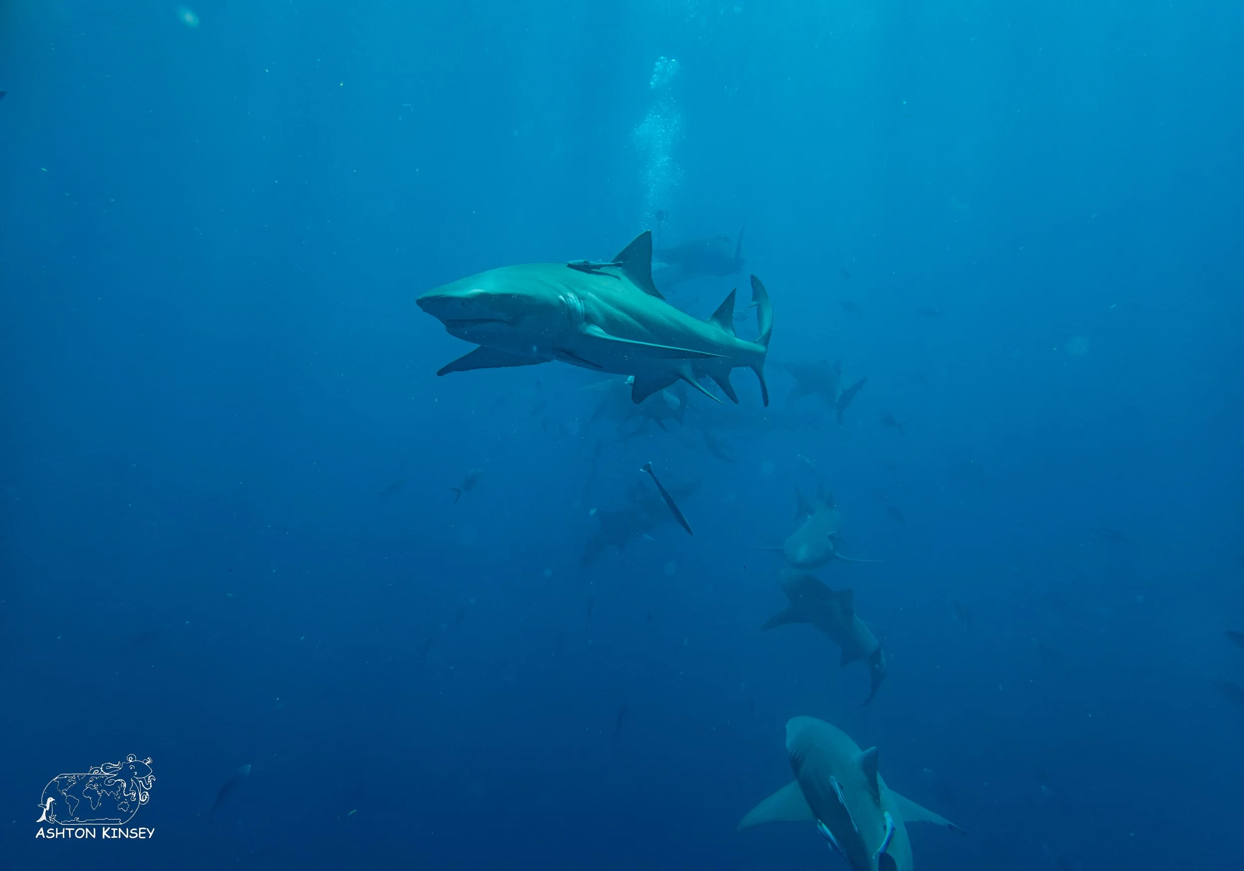 Shark Dive-6-2.jpg
