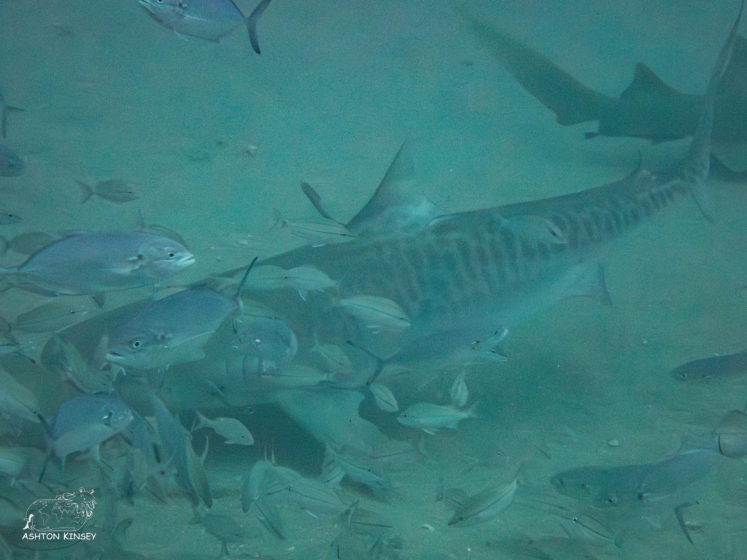 Shark Dive-6.jpg