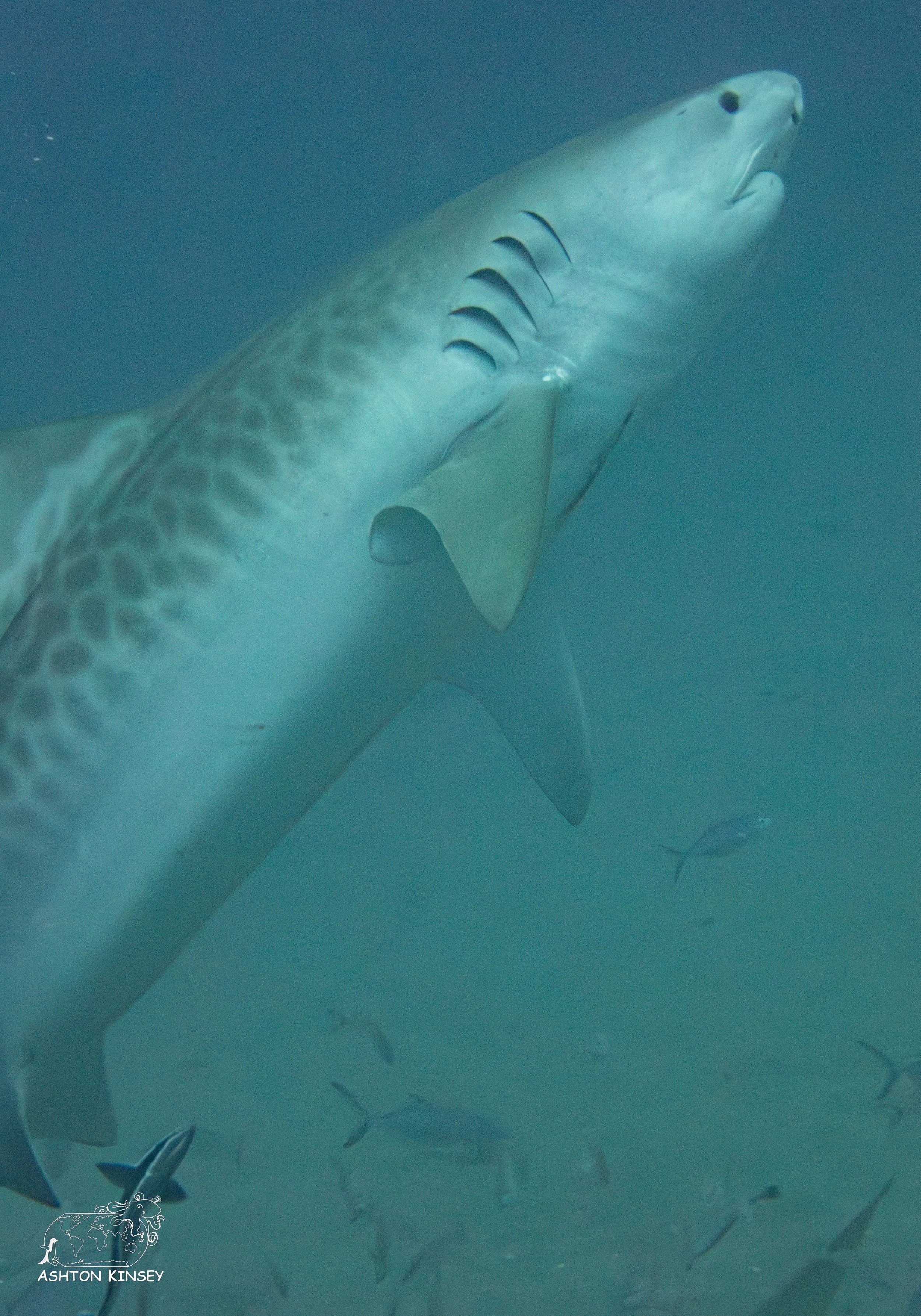 Shark Dive-7.jpg