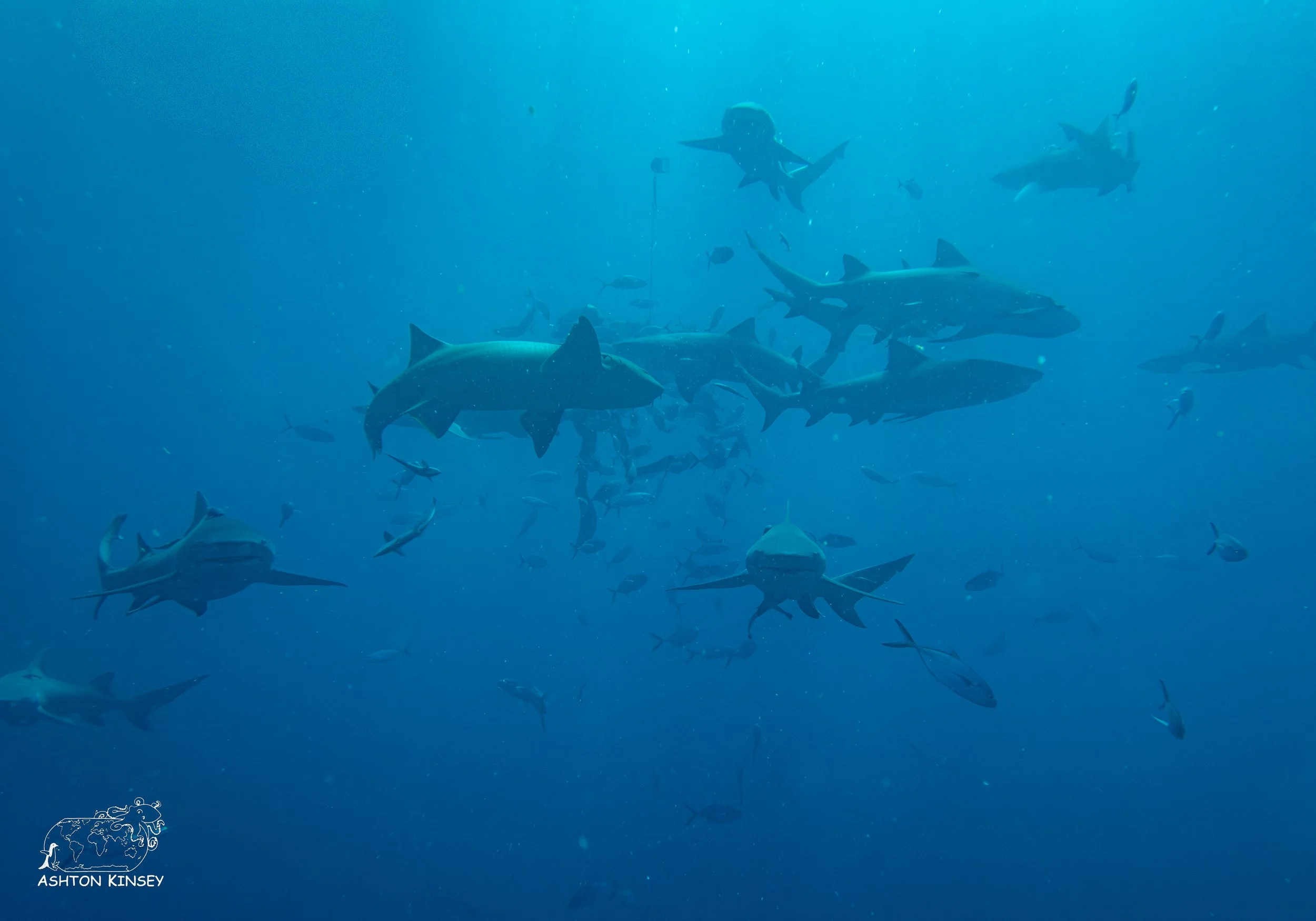 Shark Dive-7-2.jpg