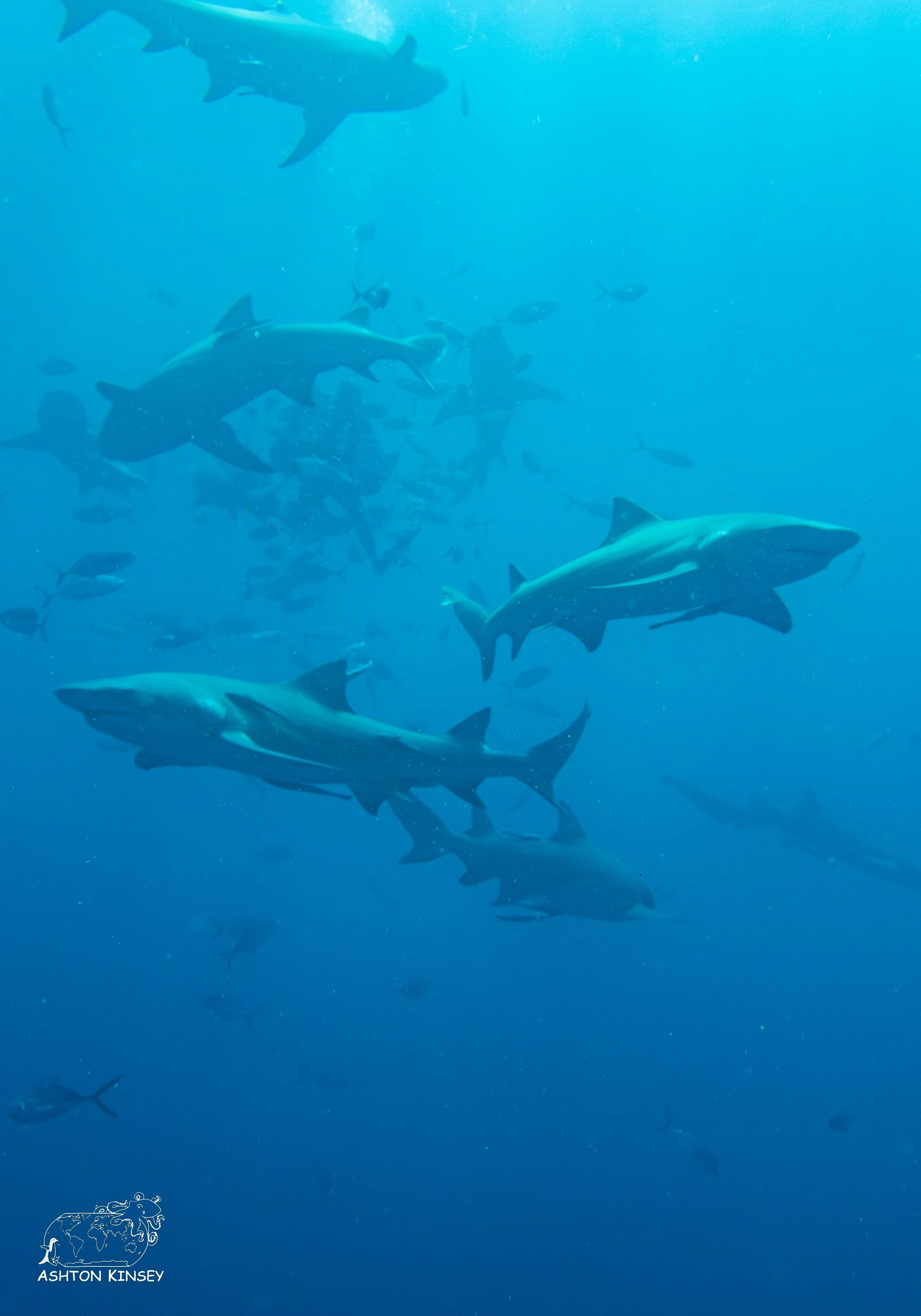 Shark Dive-8-2.jpg