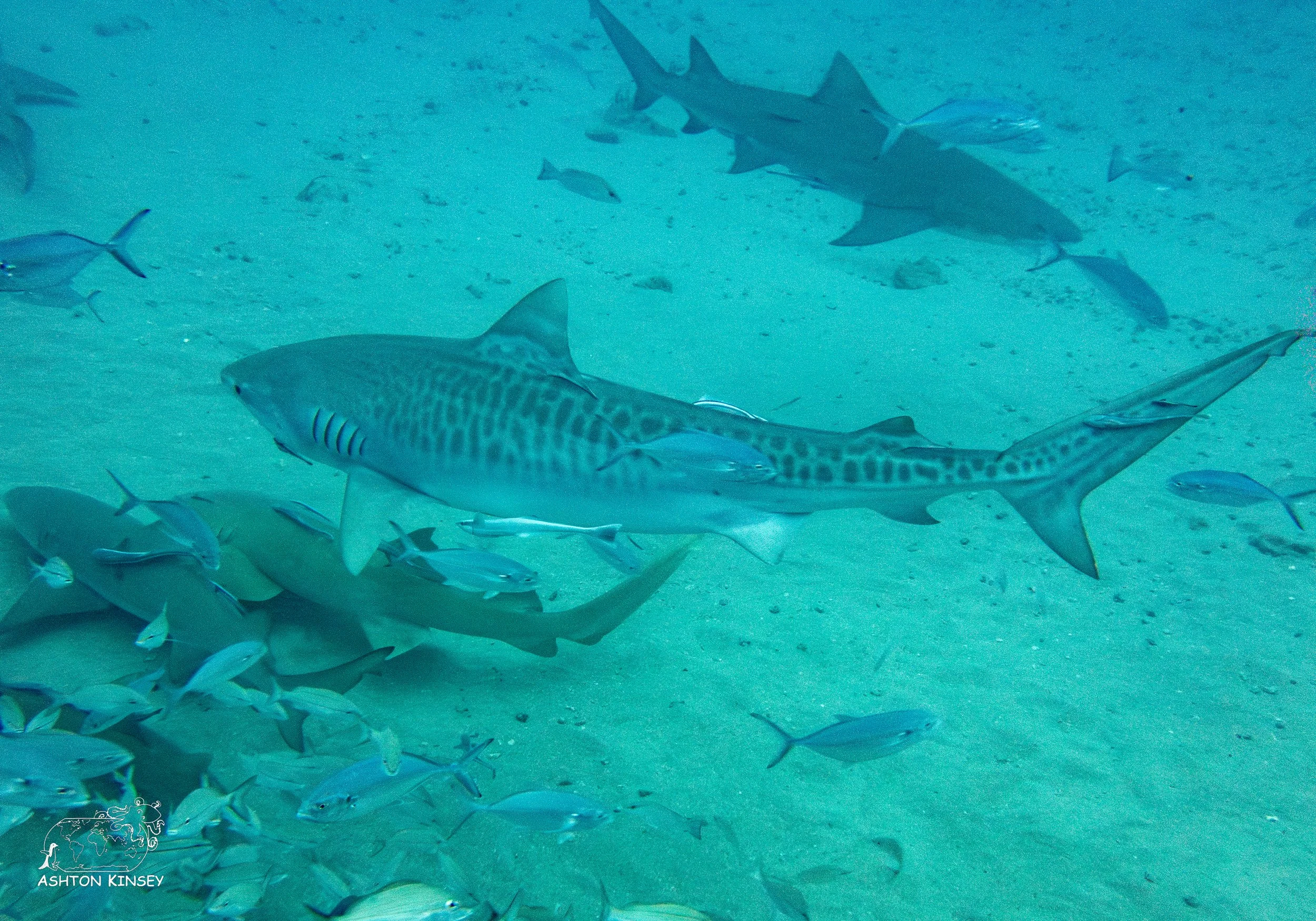 Shark Dive-8.jpg