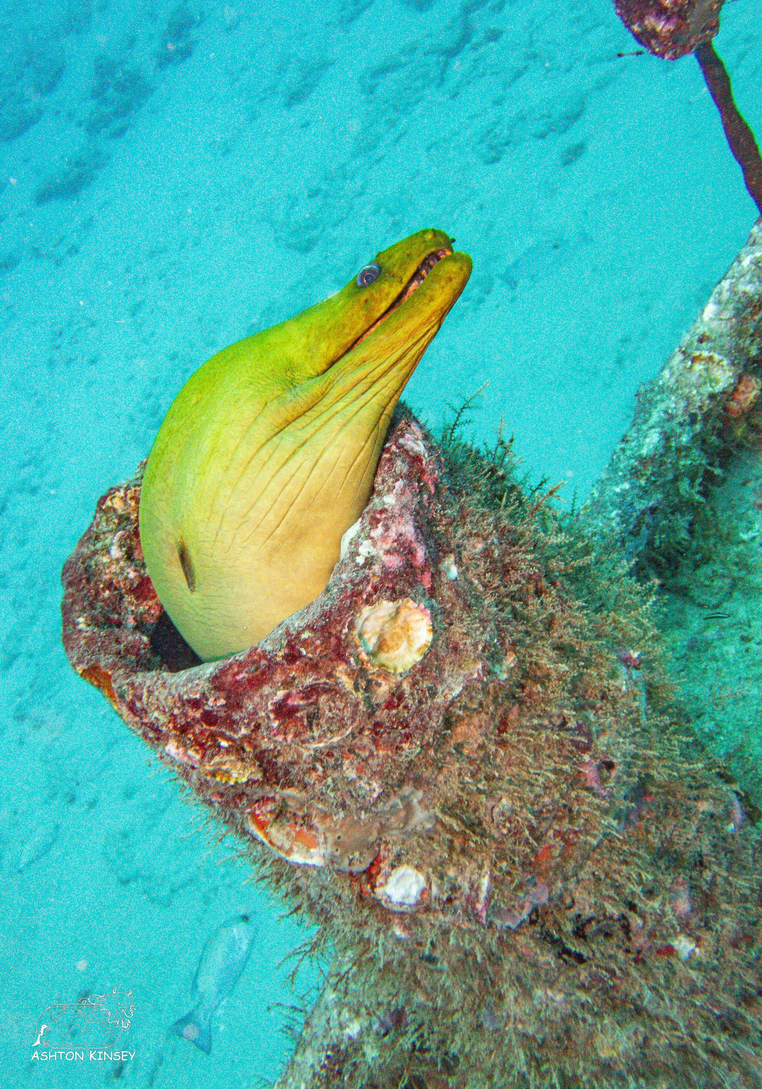 Shark Dive-9.jpg