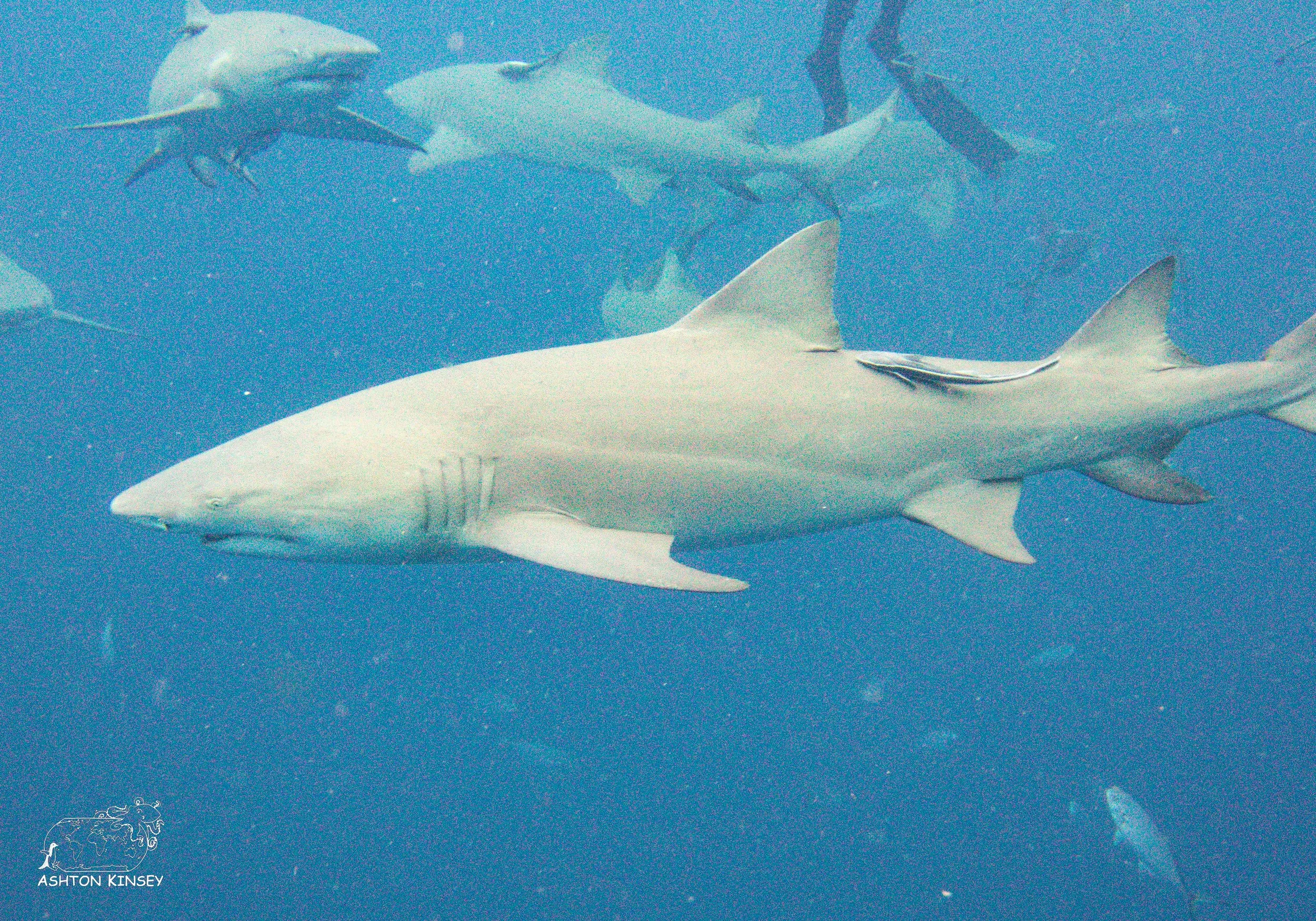 Shark Dive-10.jpg