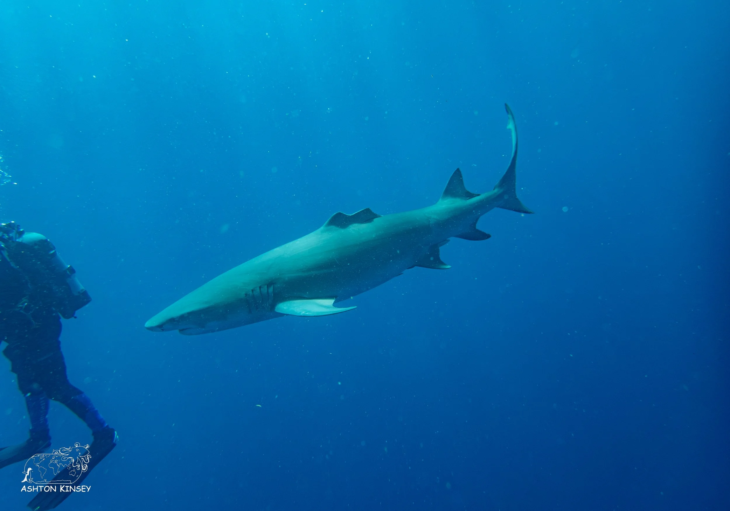 Shark Dive-10-2.jpg