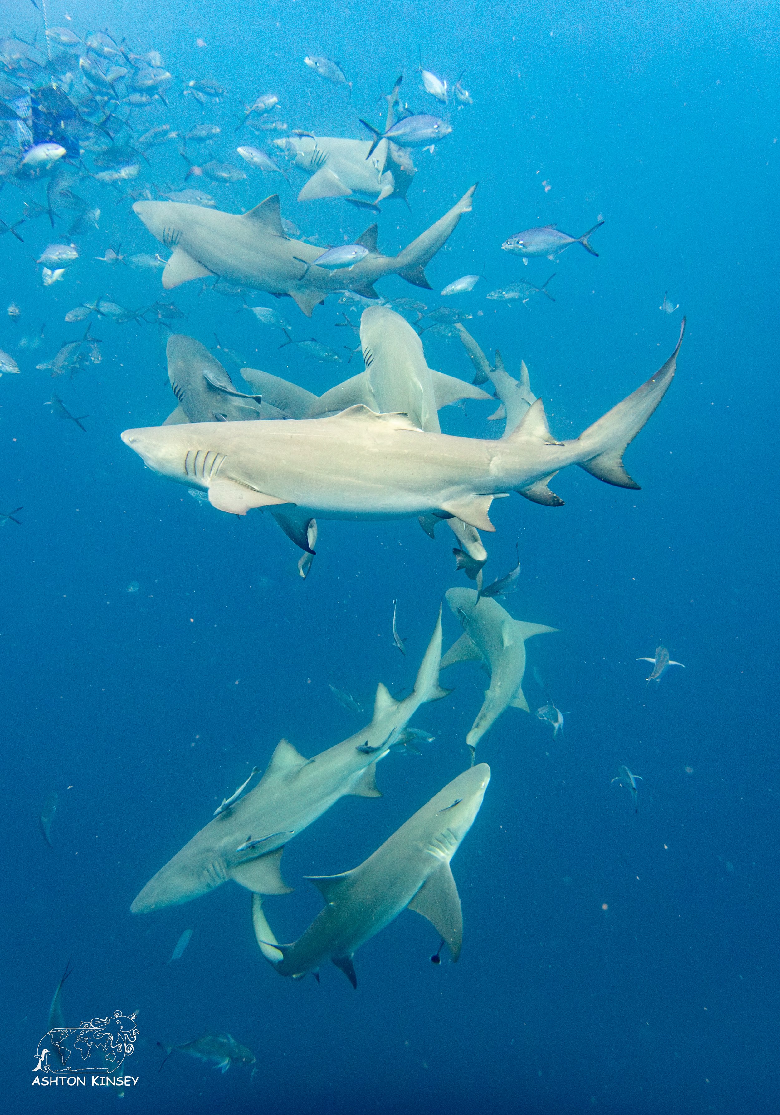 Shark Dive-11.jpg