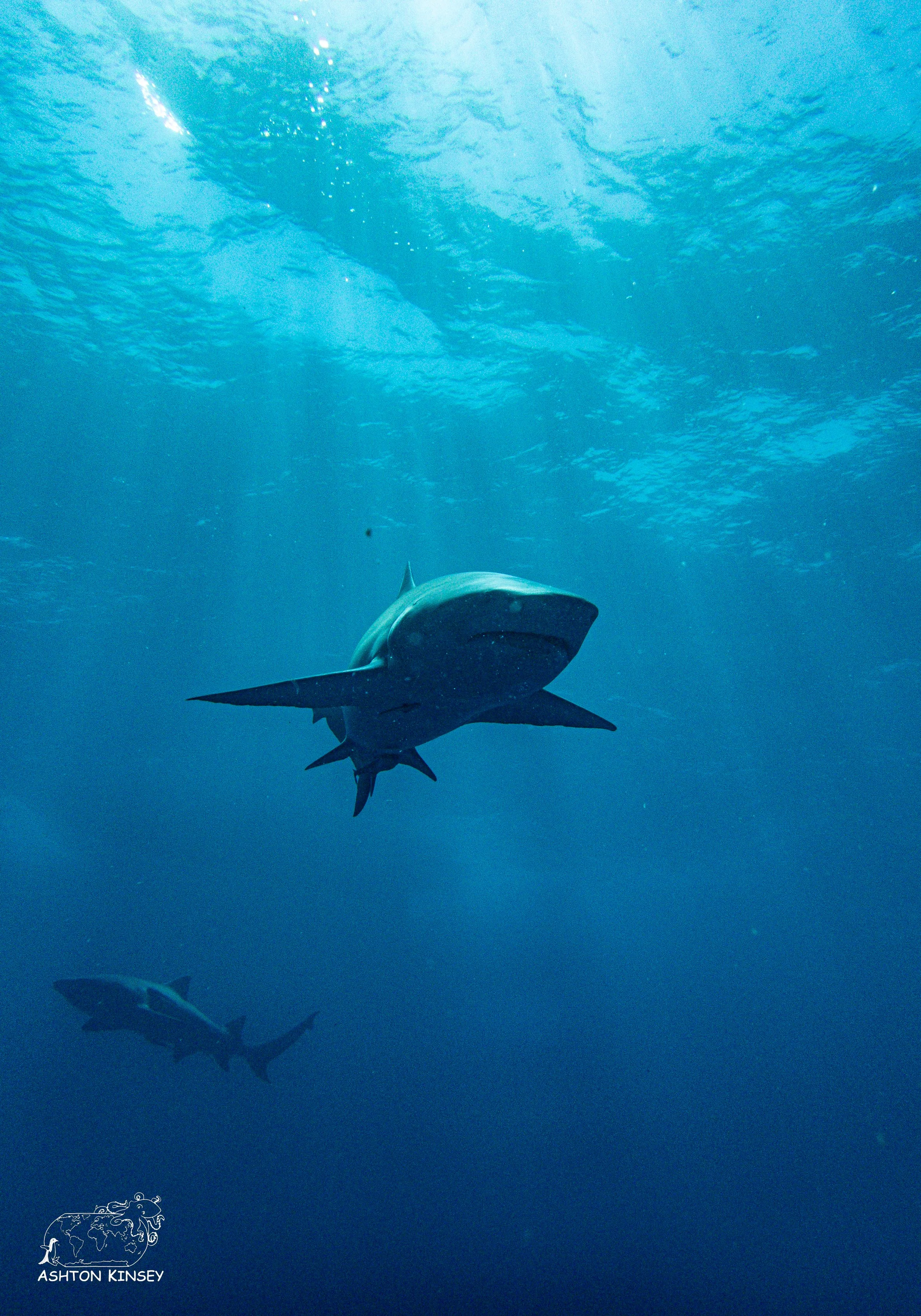 Shark Dive-11-2.jpg